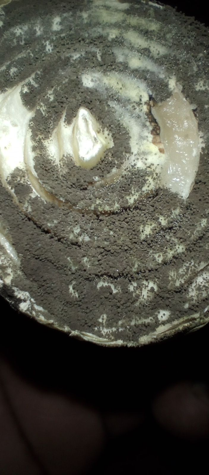 Colletotrichum circinans