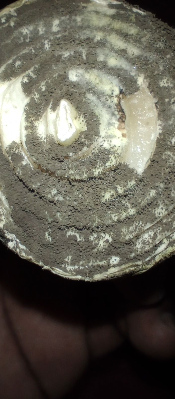Colletotrichum circinans