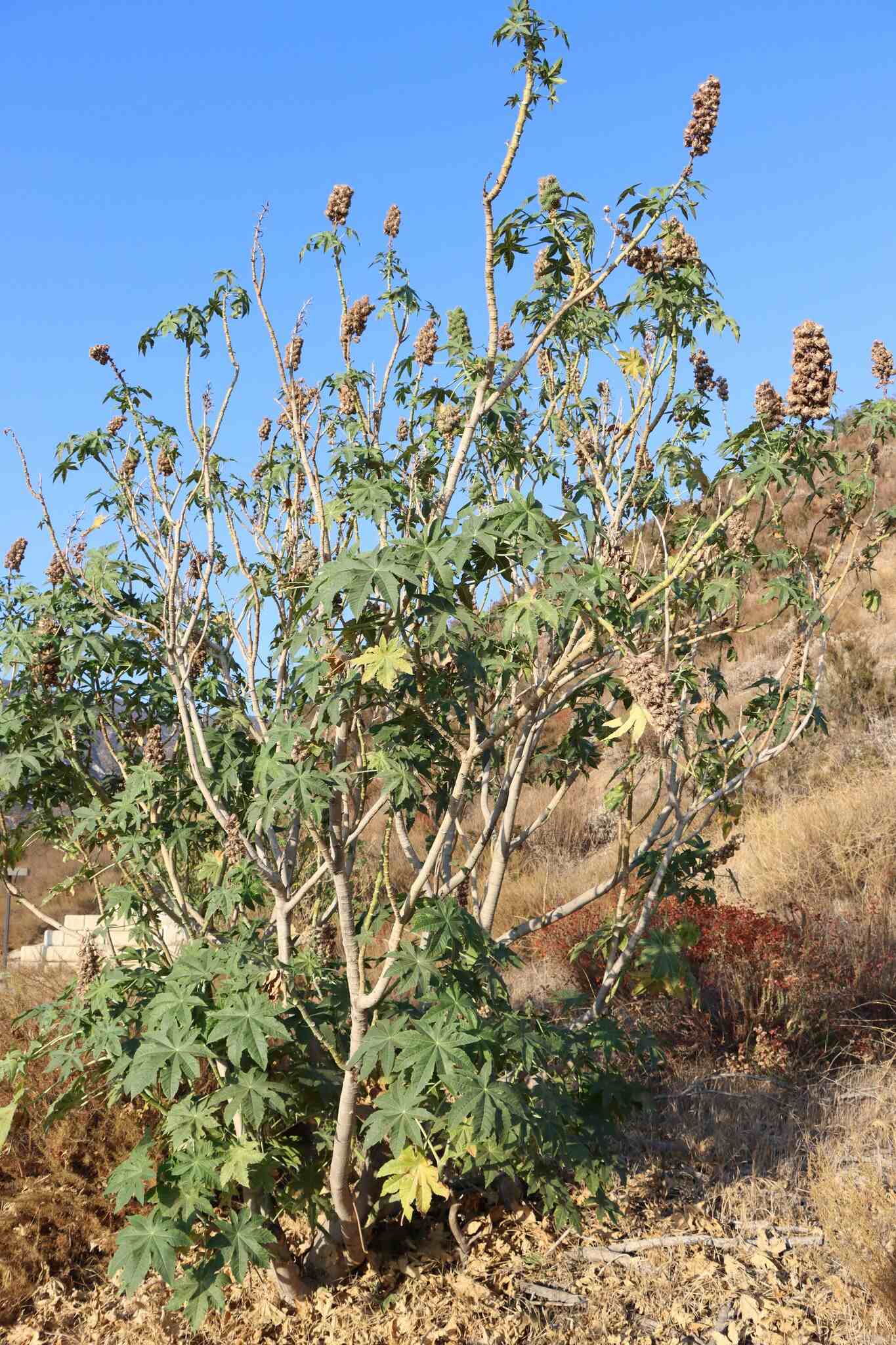 Ricinus communis