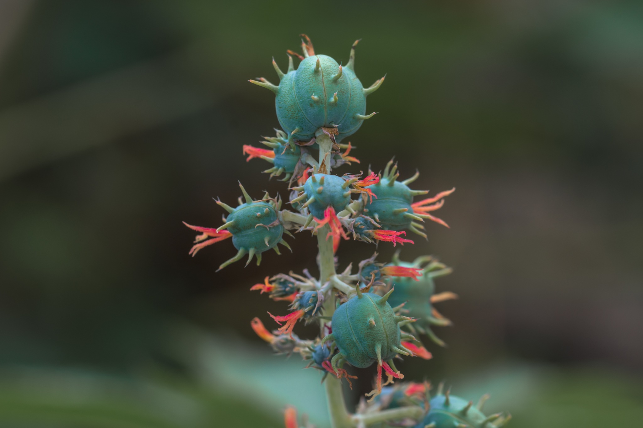 Ricinus communis