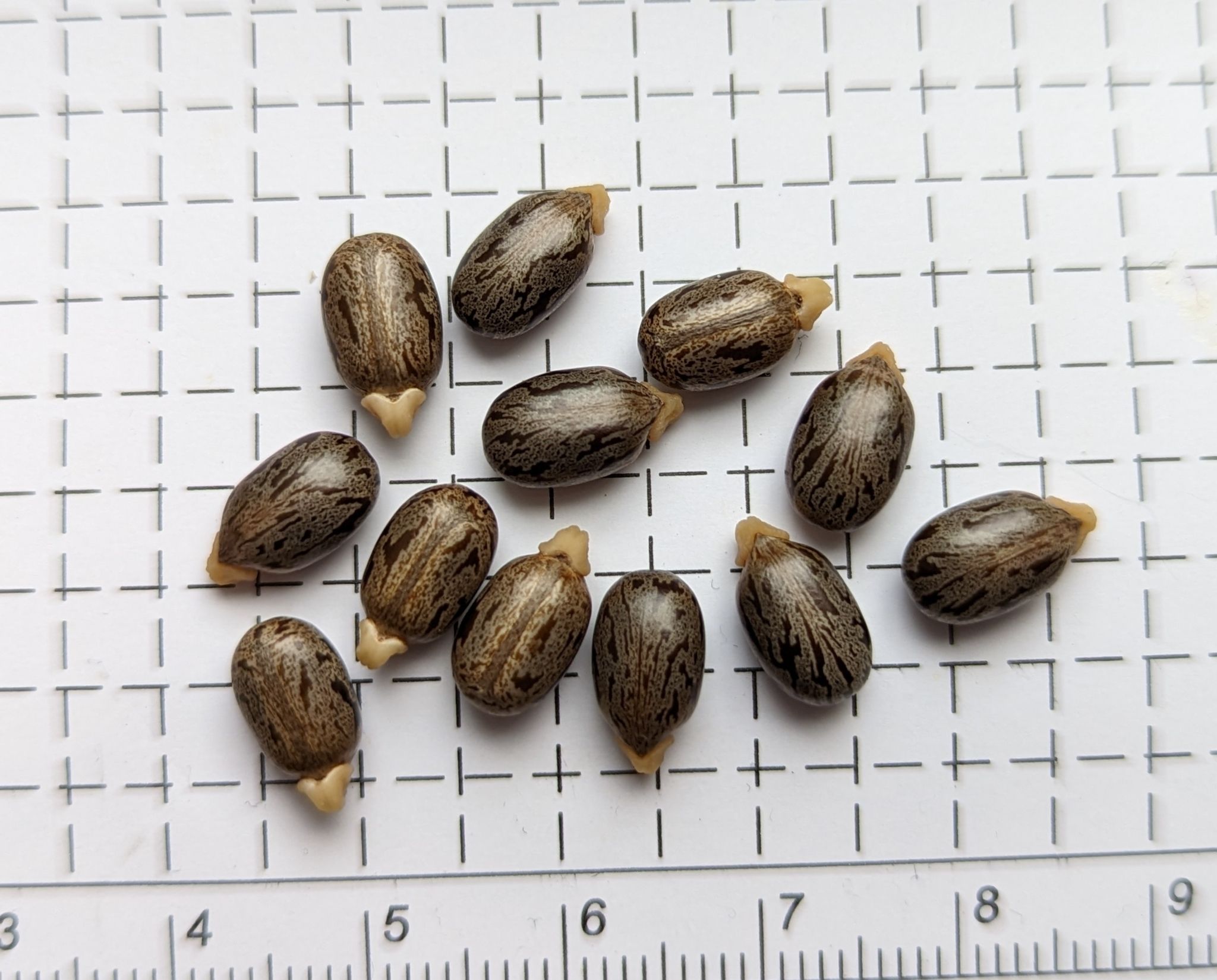 Ricinus communis