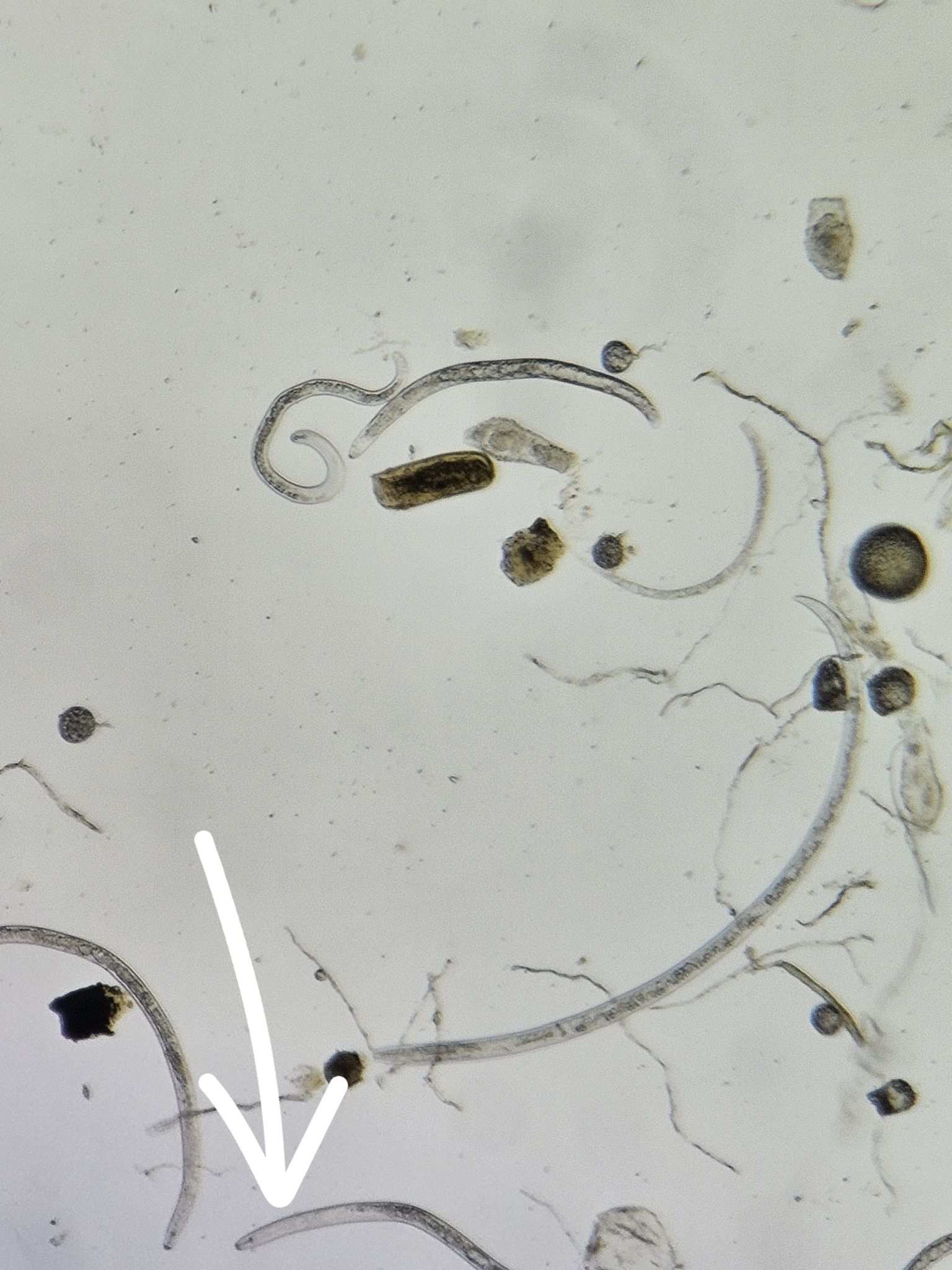 Pratylenchus thornei
