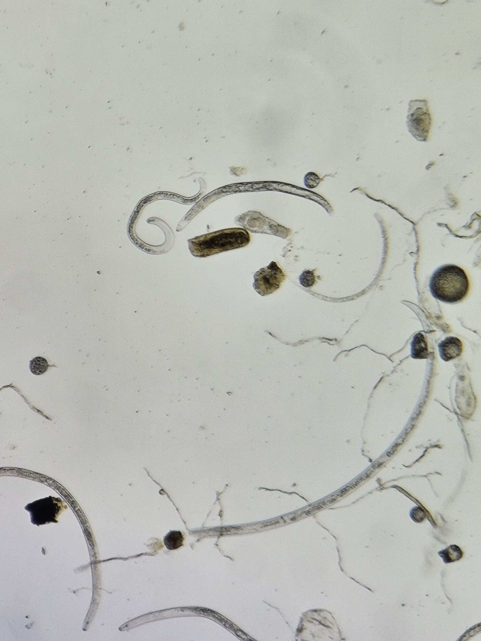 Pratylenchus thornei