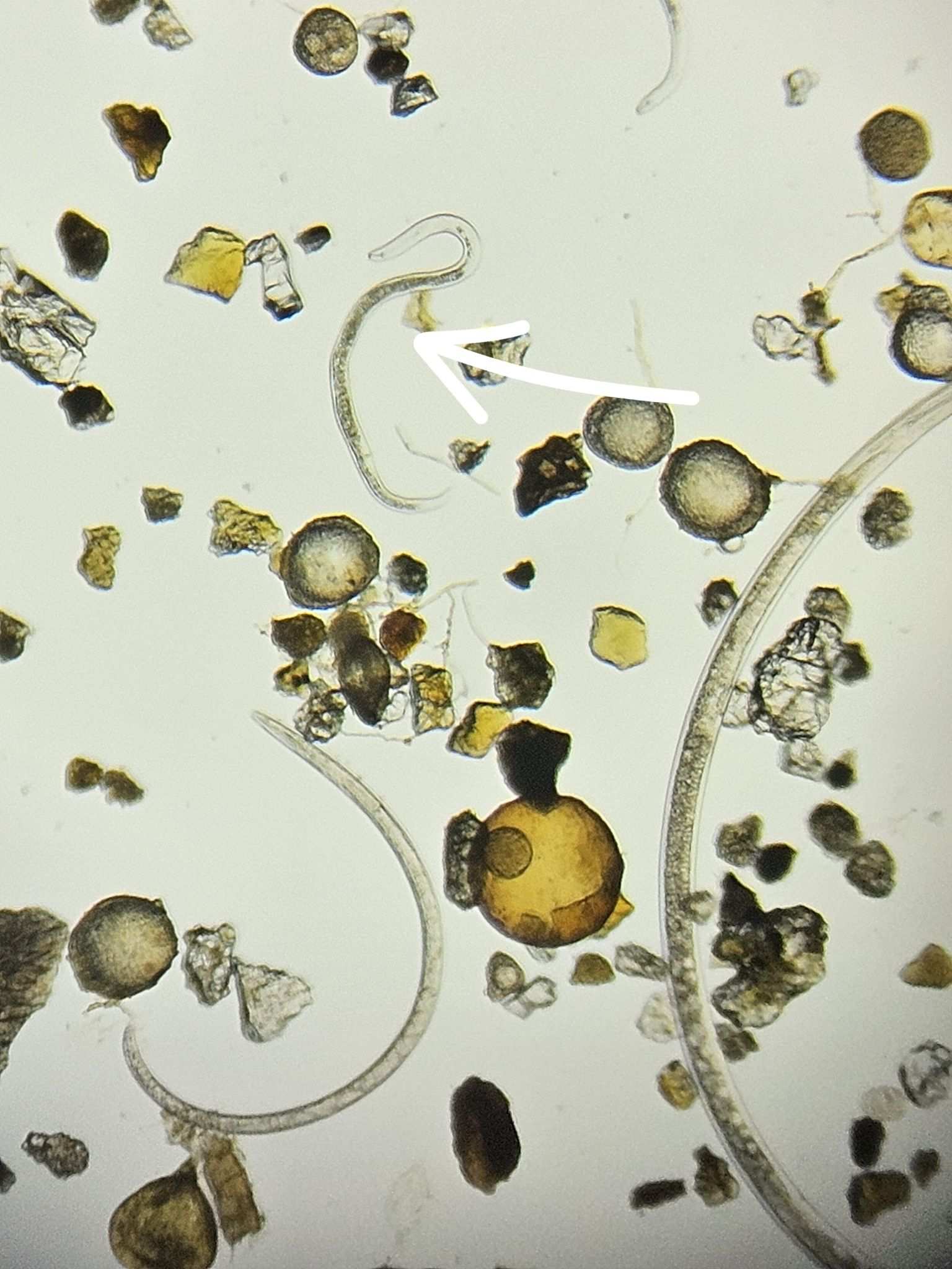 Pratylenchus thornei