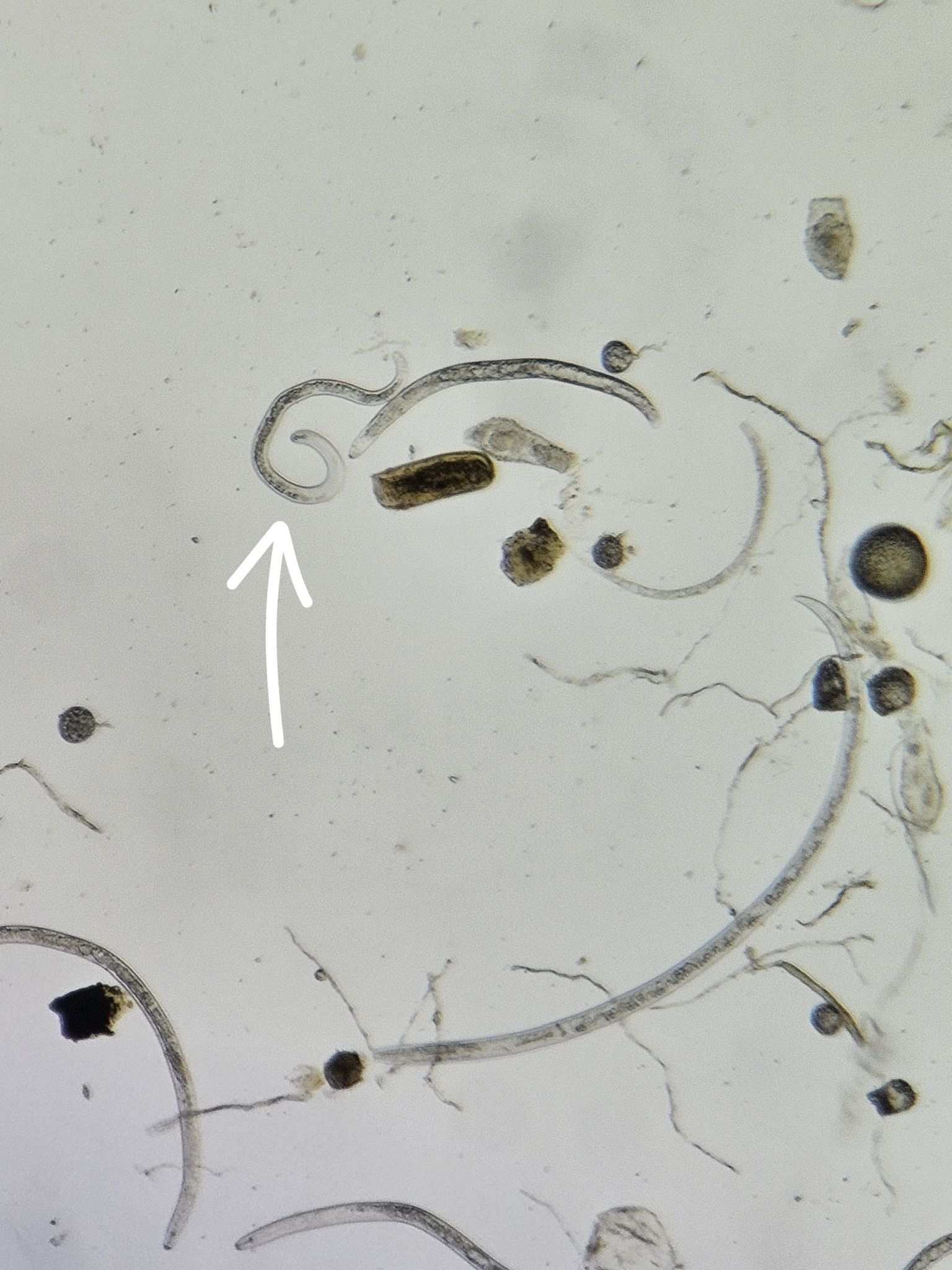Pratylenchus thornei