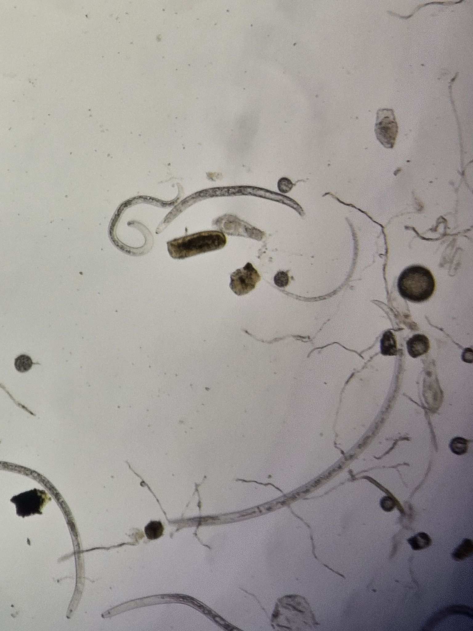 Pratylenchus thornei
