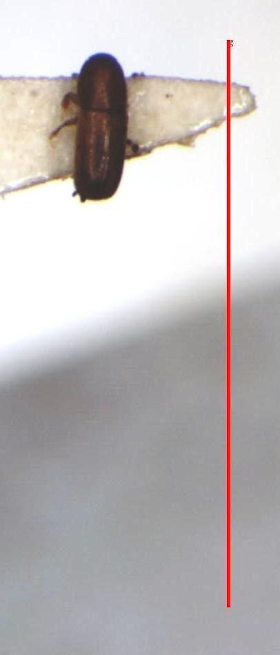 Araptus