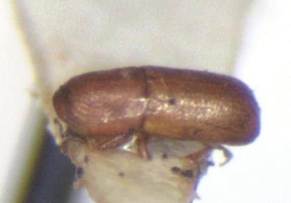 Araptus