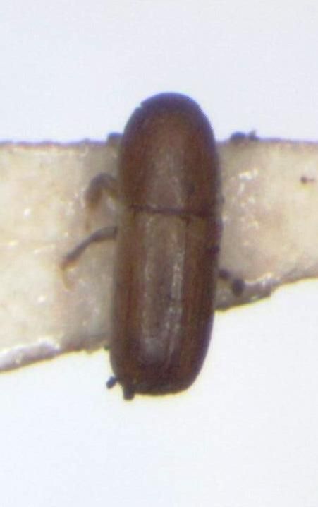 Araptus