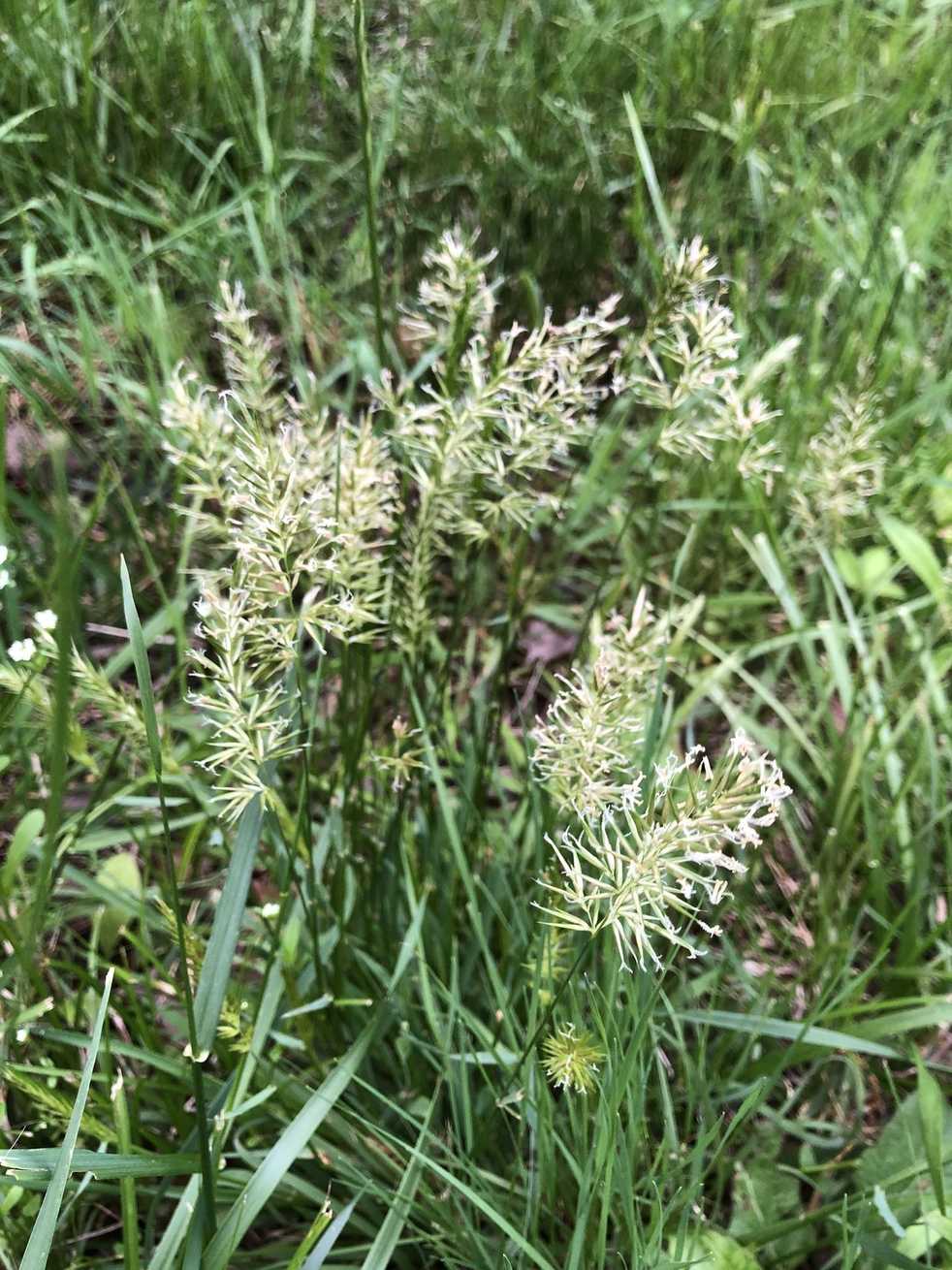 Anthoxanthum puelii