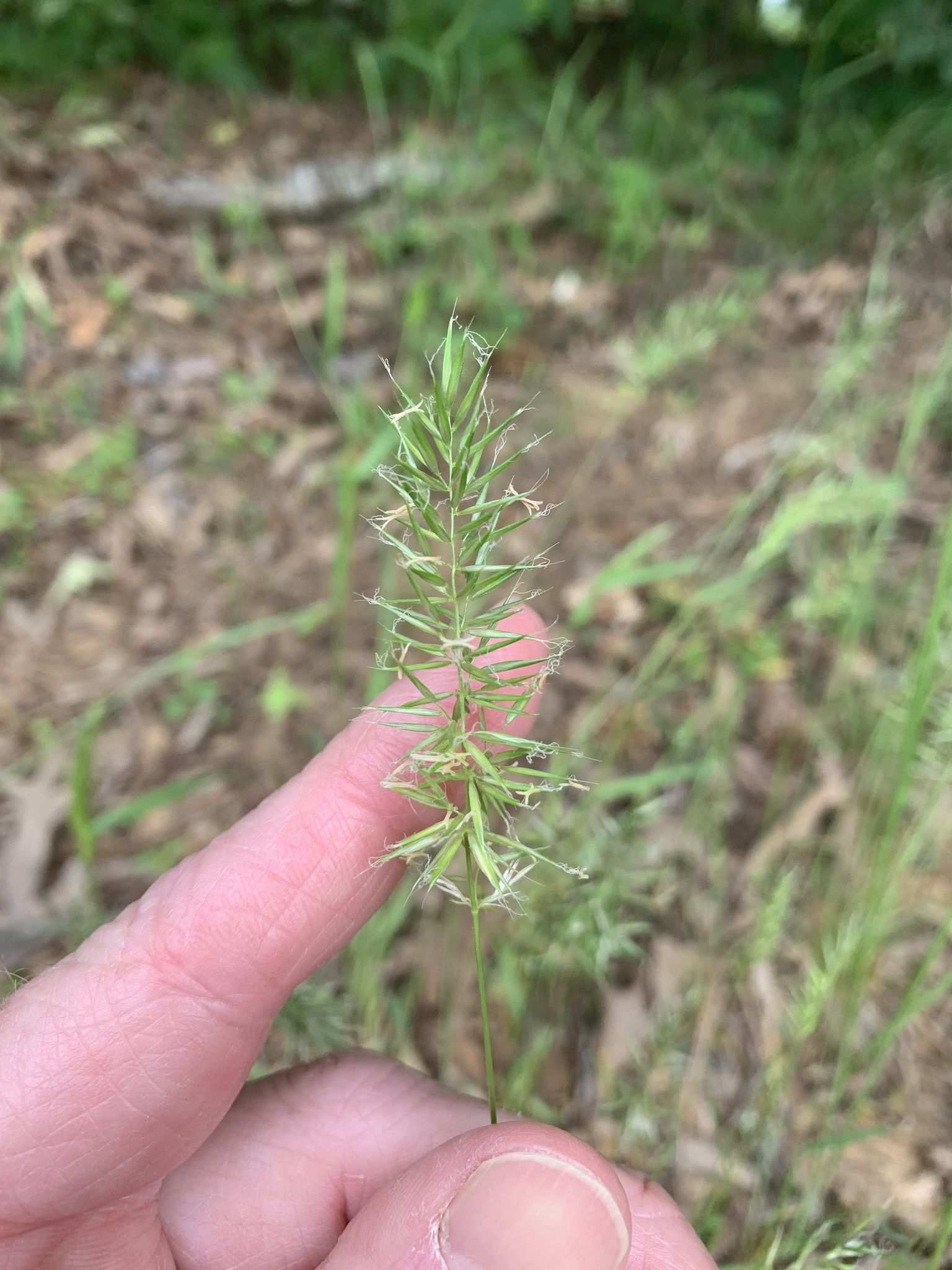 Anthoxanthum puelii