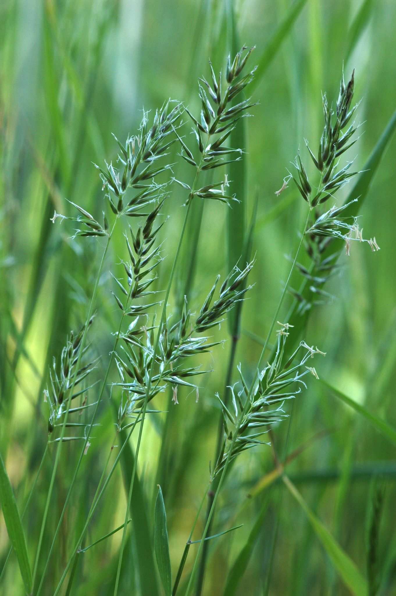Anthoxanthum puelii