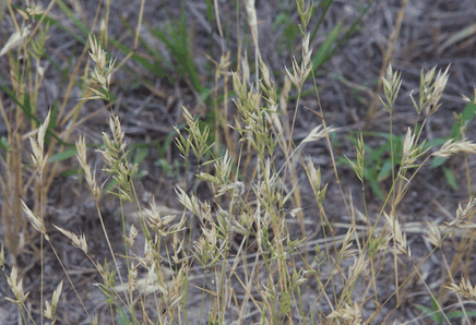 Anthoxanthum puelii