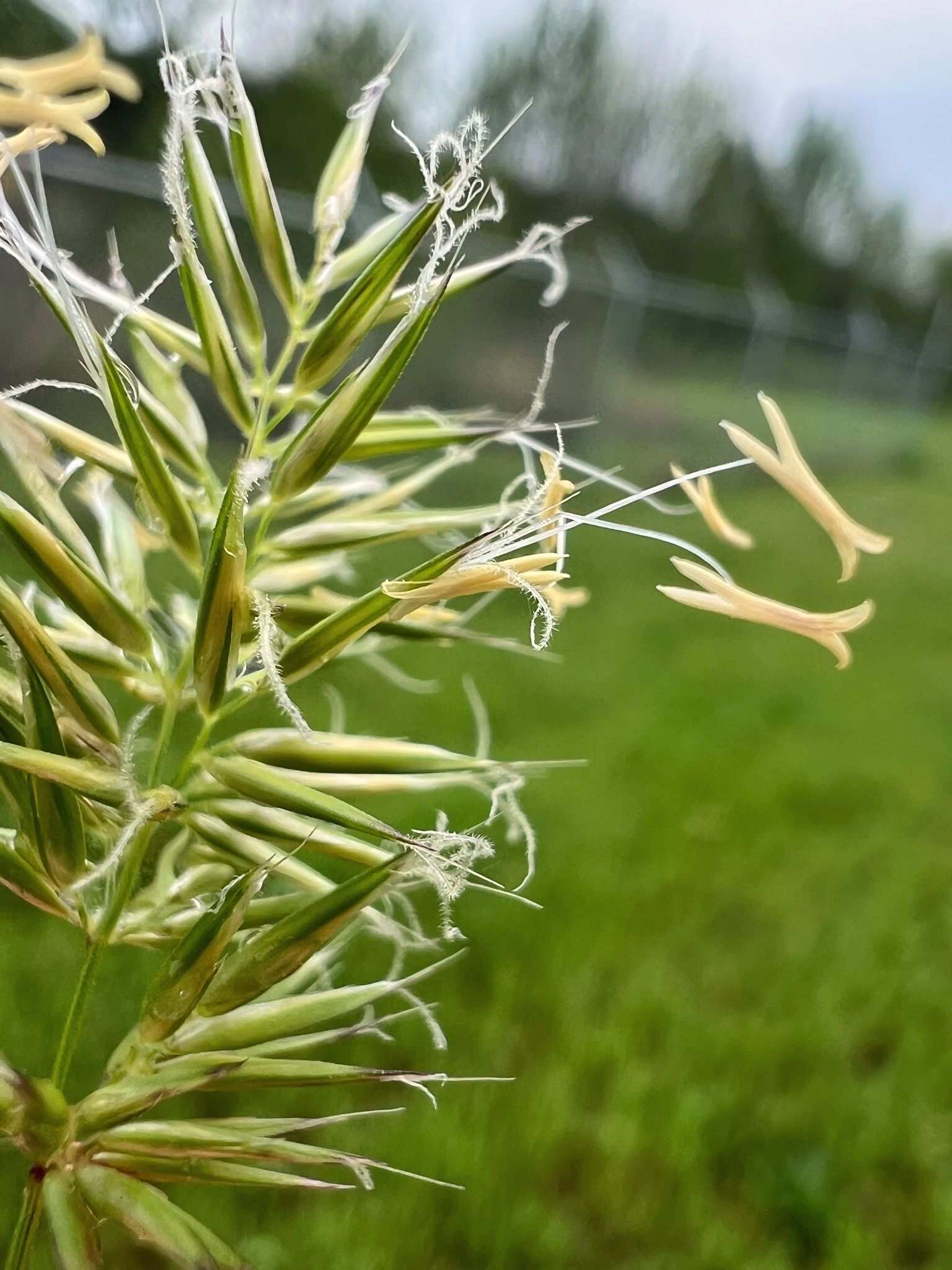 Anthoxanthum puelii
