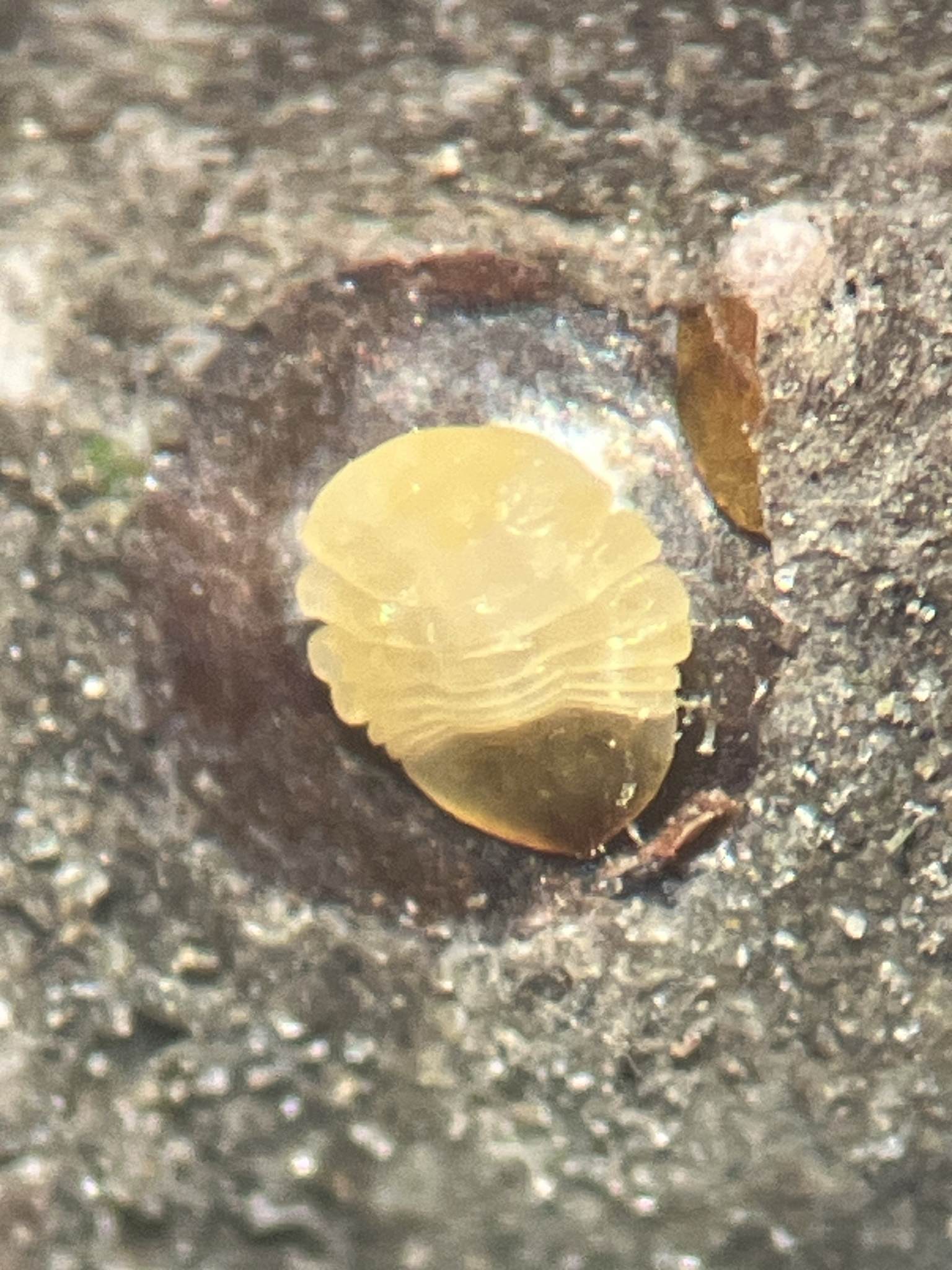 Diaspidiotus juglansregiae