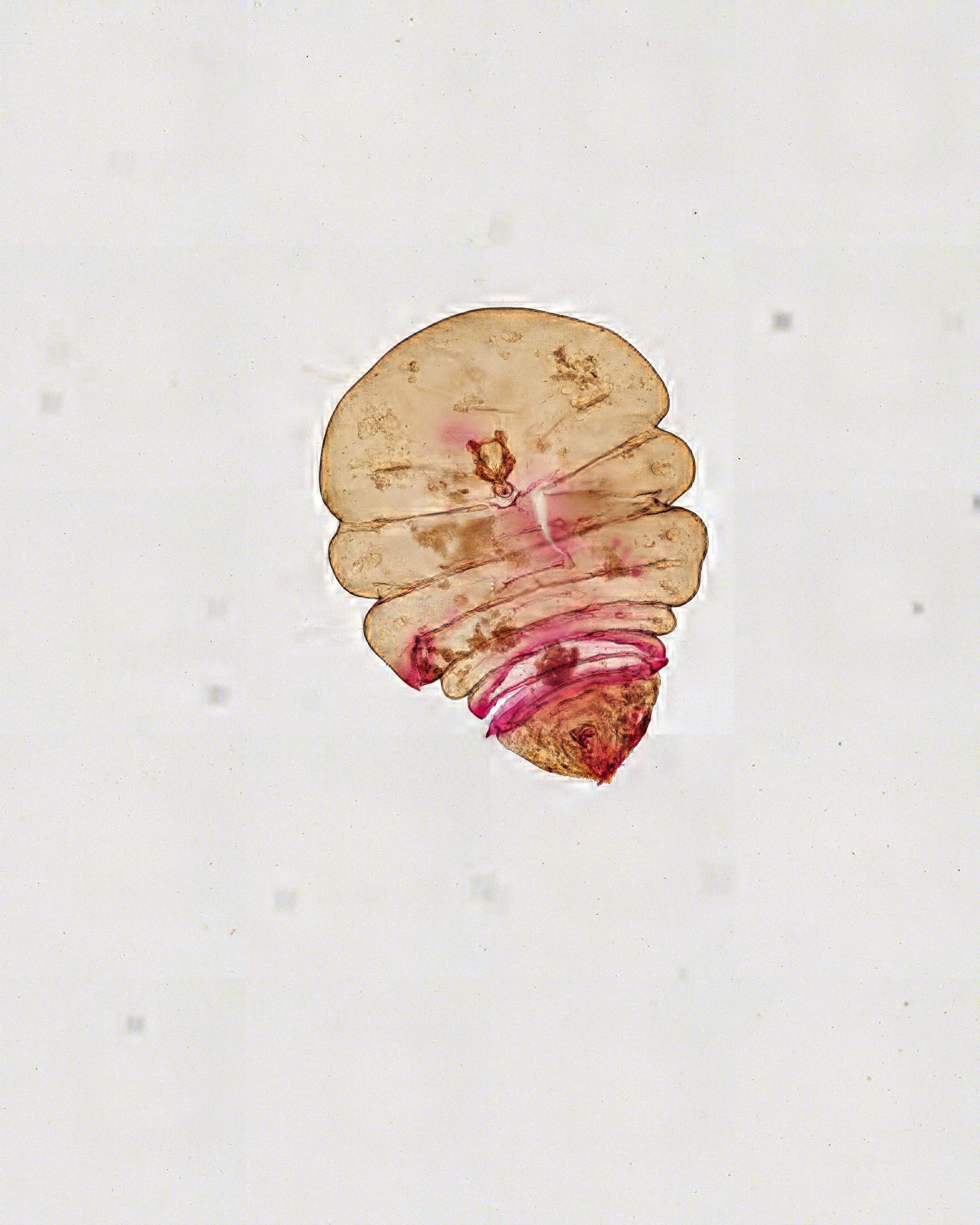 Diaspidiotus juglansregiae