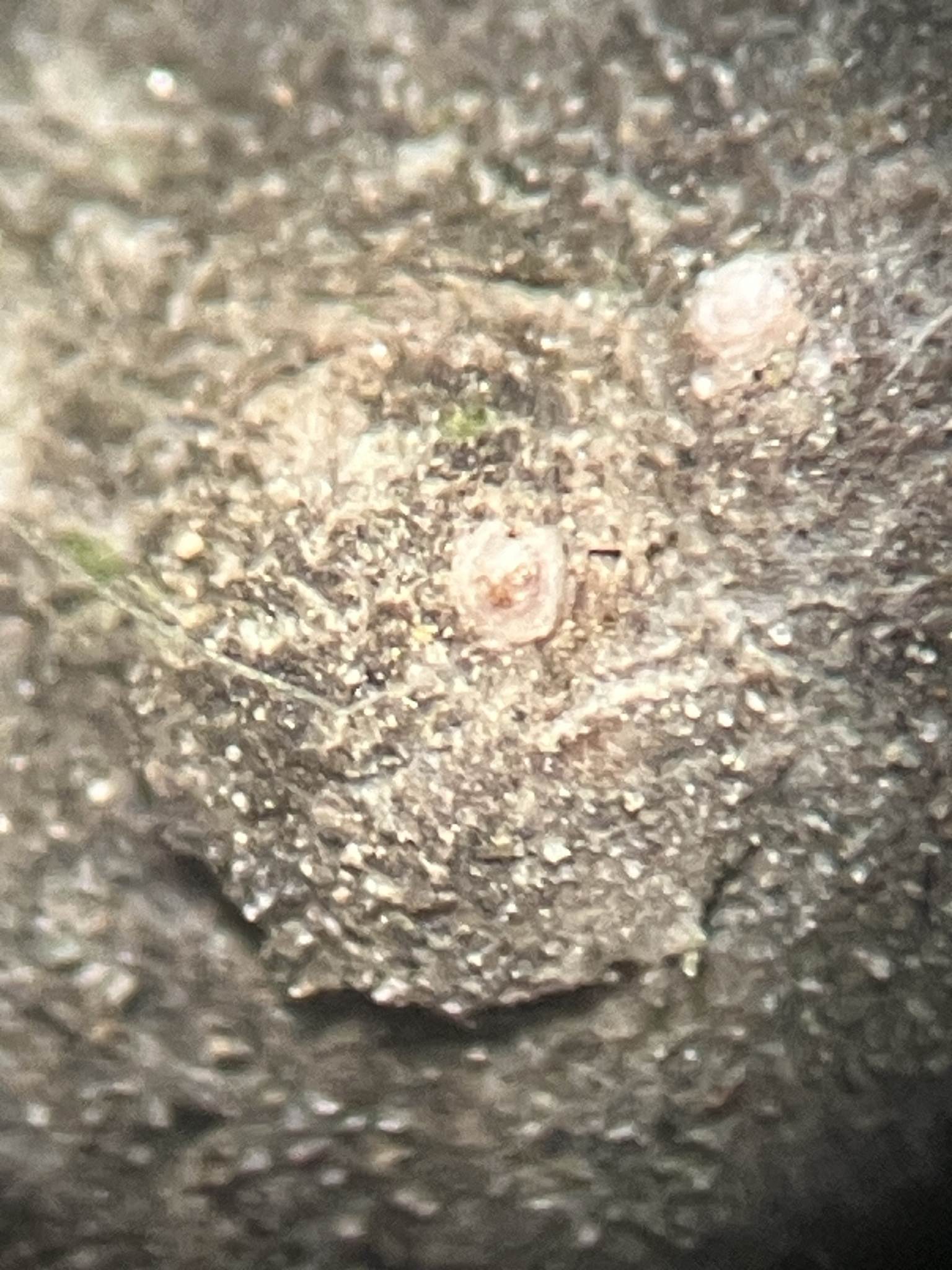 Diaspidiotus juglansregiae