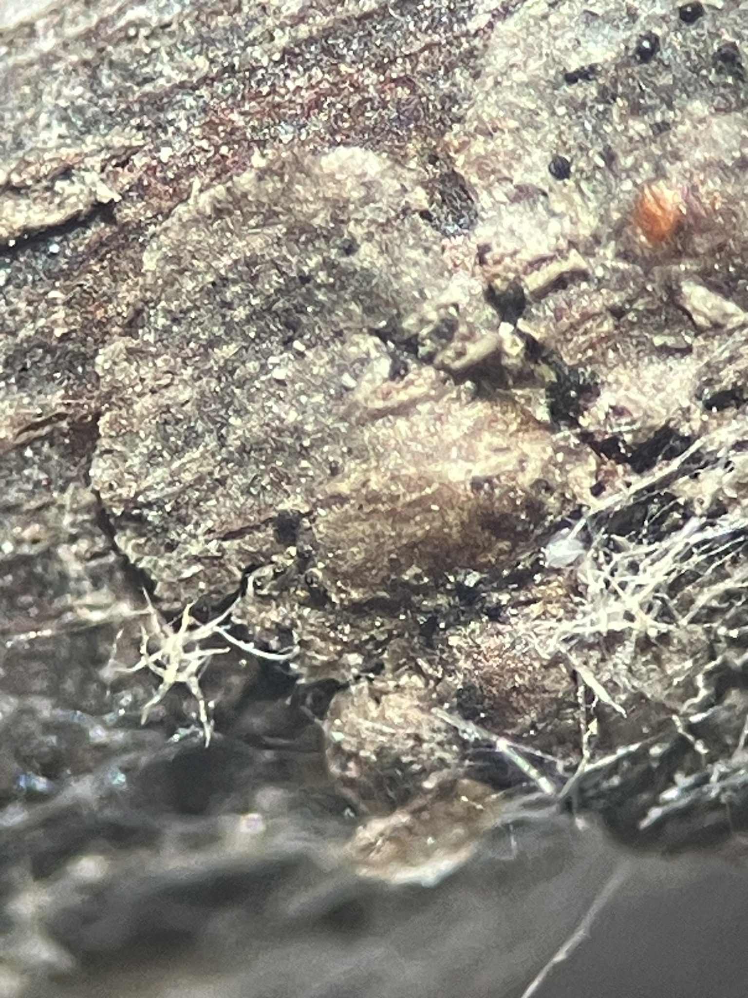 Diaspidiotus juglansregiae