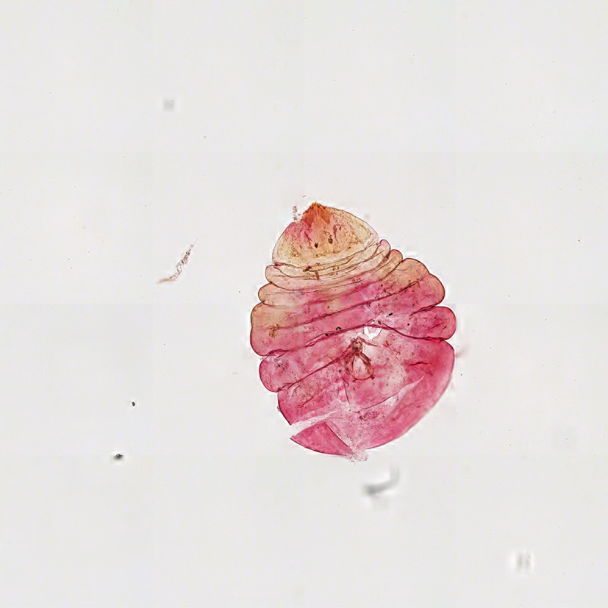Diaspidiotus juglansregiae