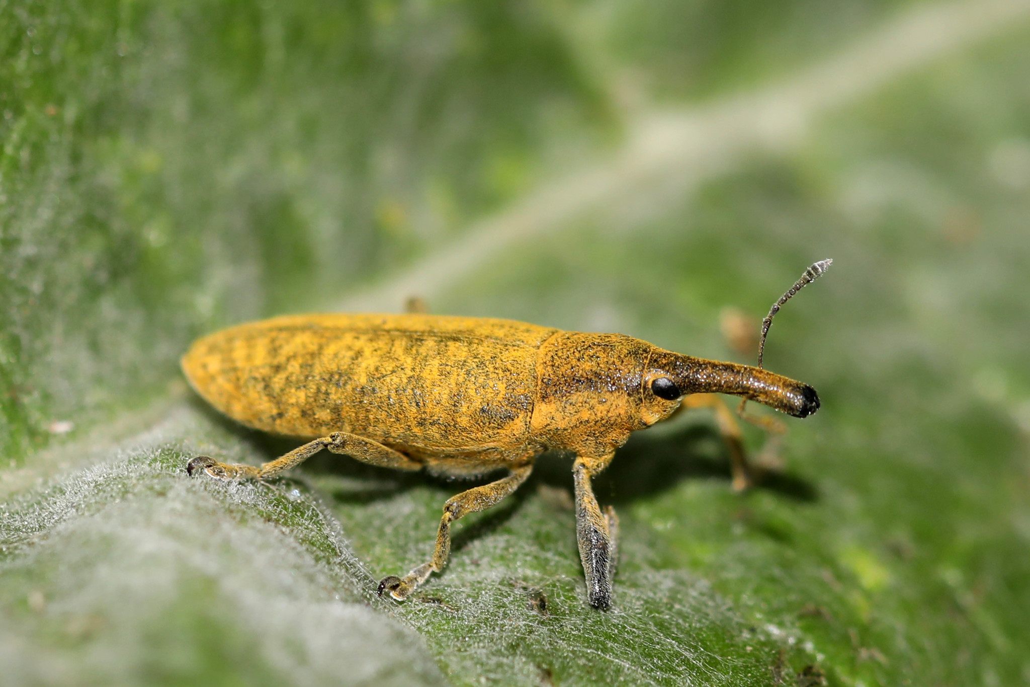 Lixus angustatus