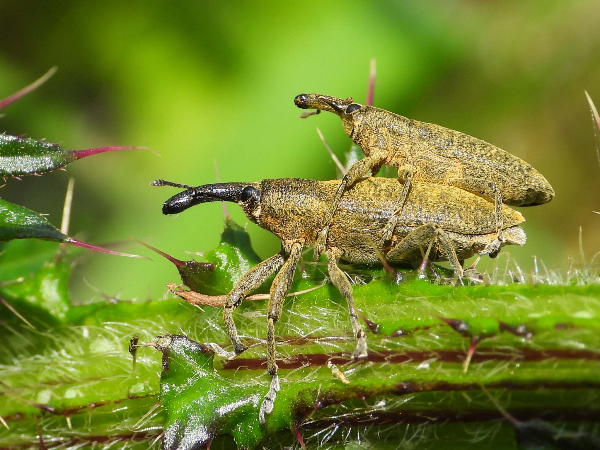 Lixus angustatus