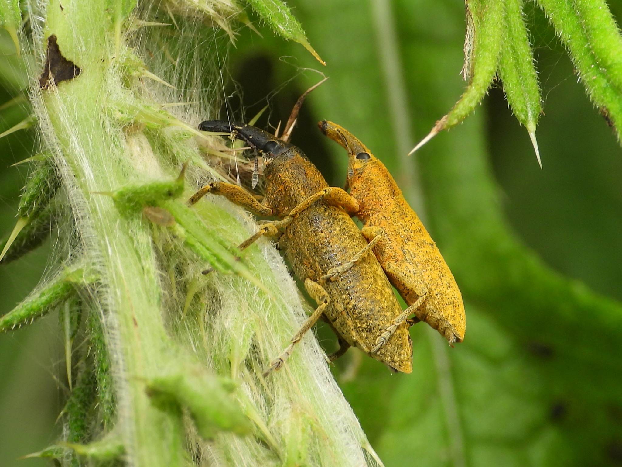Lixus angustatus