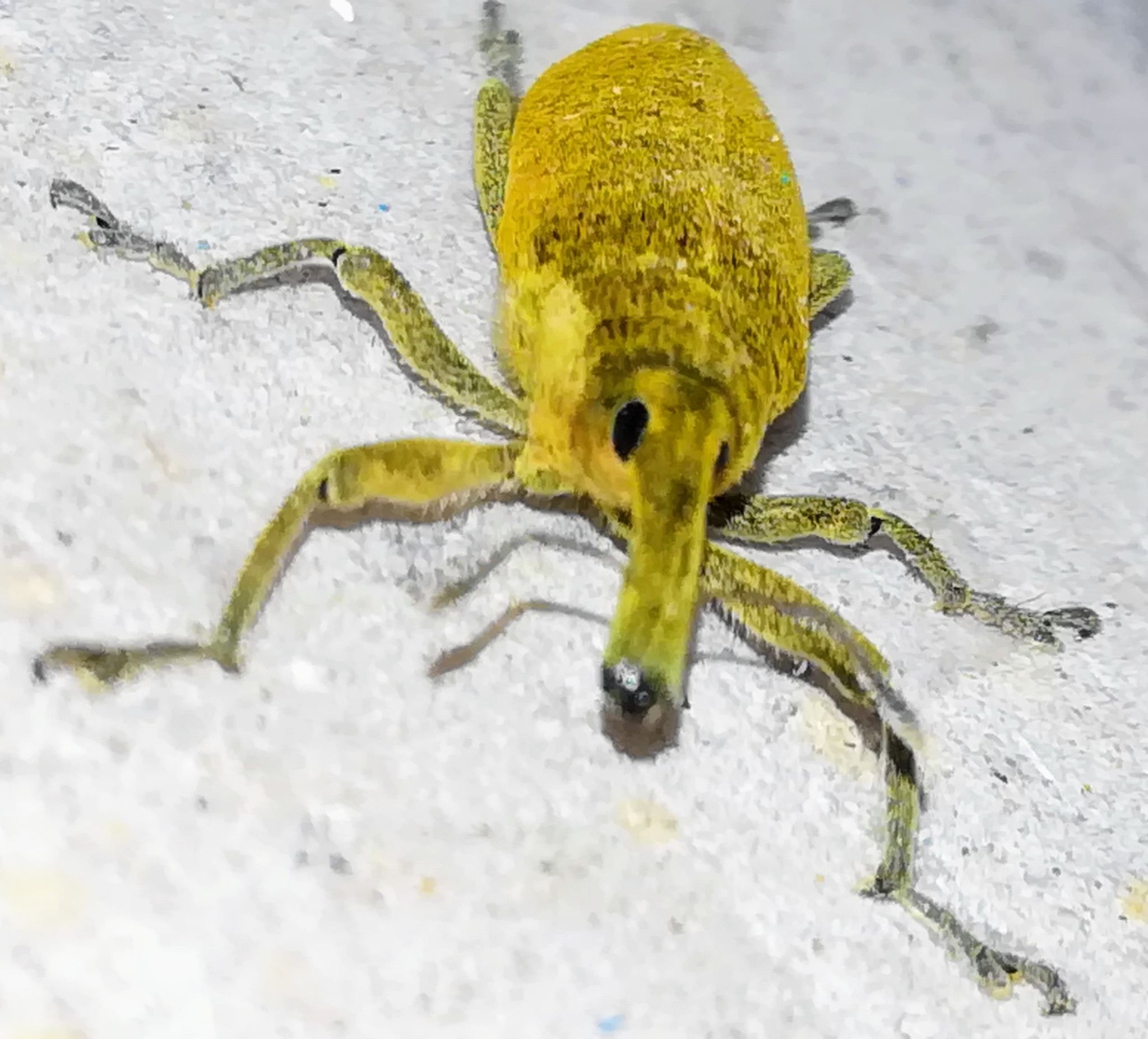 Lixus angustatus