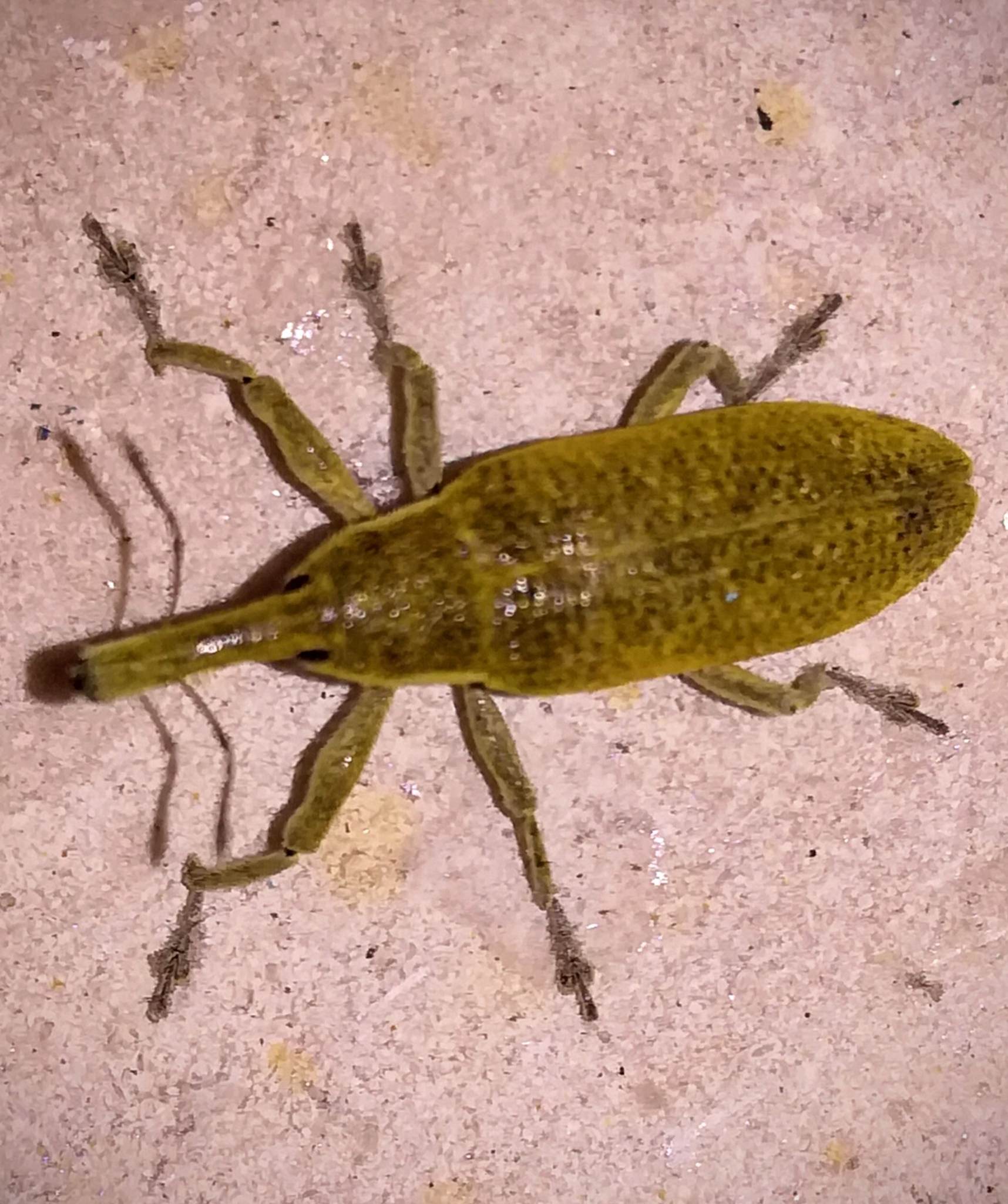 Lixus angustatus