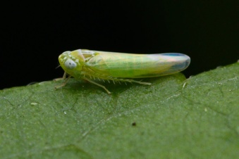 Empoasca fabae