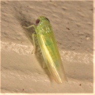 Empoasca fabae