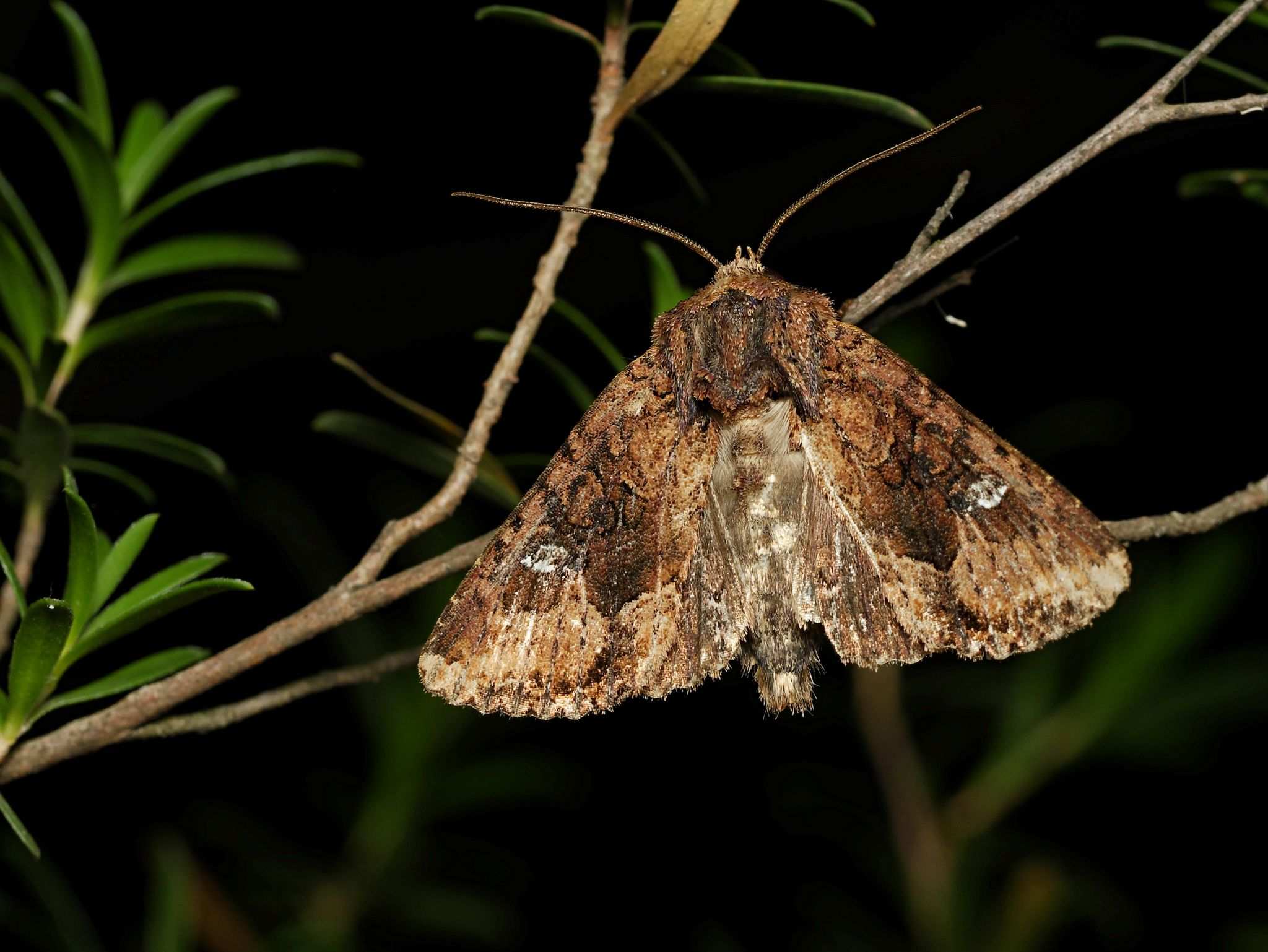 Neumichtis saliaris