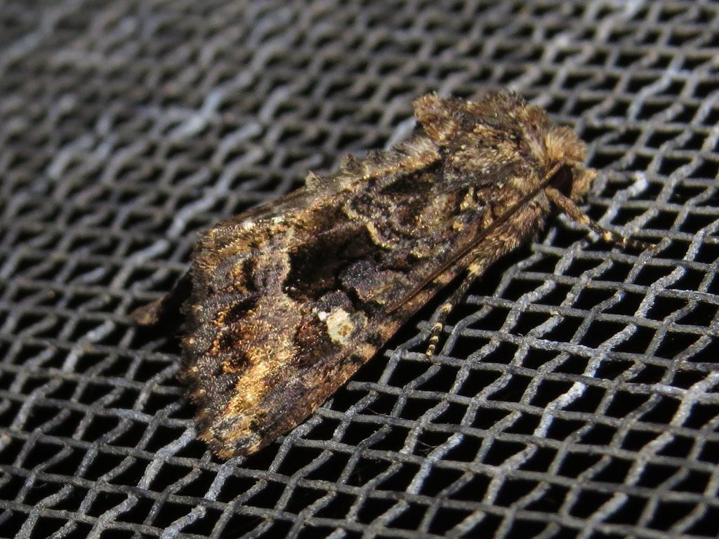 Neumichtis saliaris