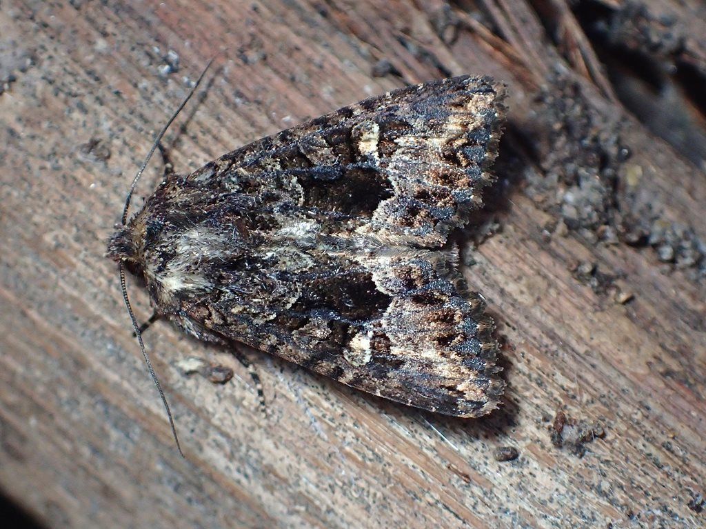 Neumichtis saliaris