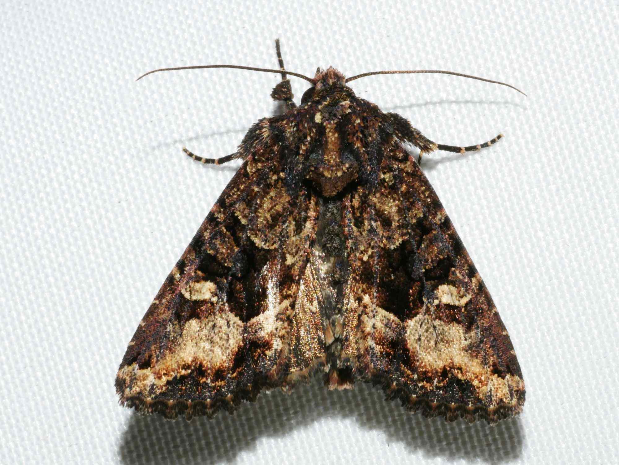Neumichtis saliaris