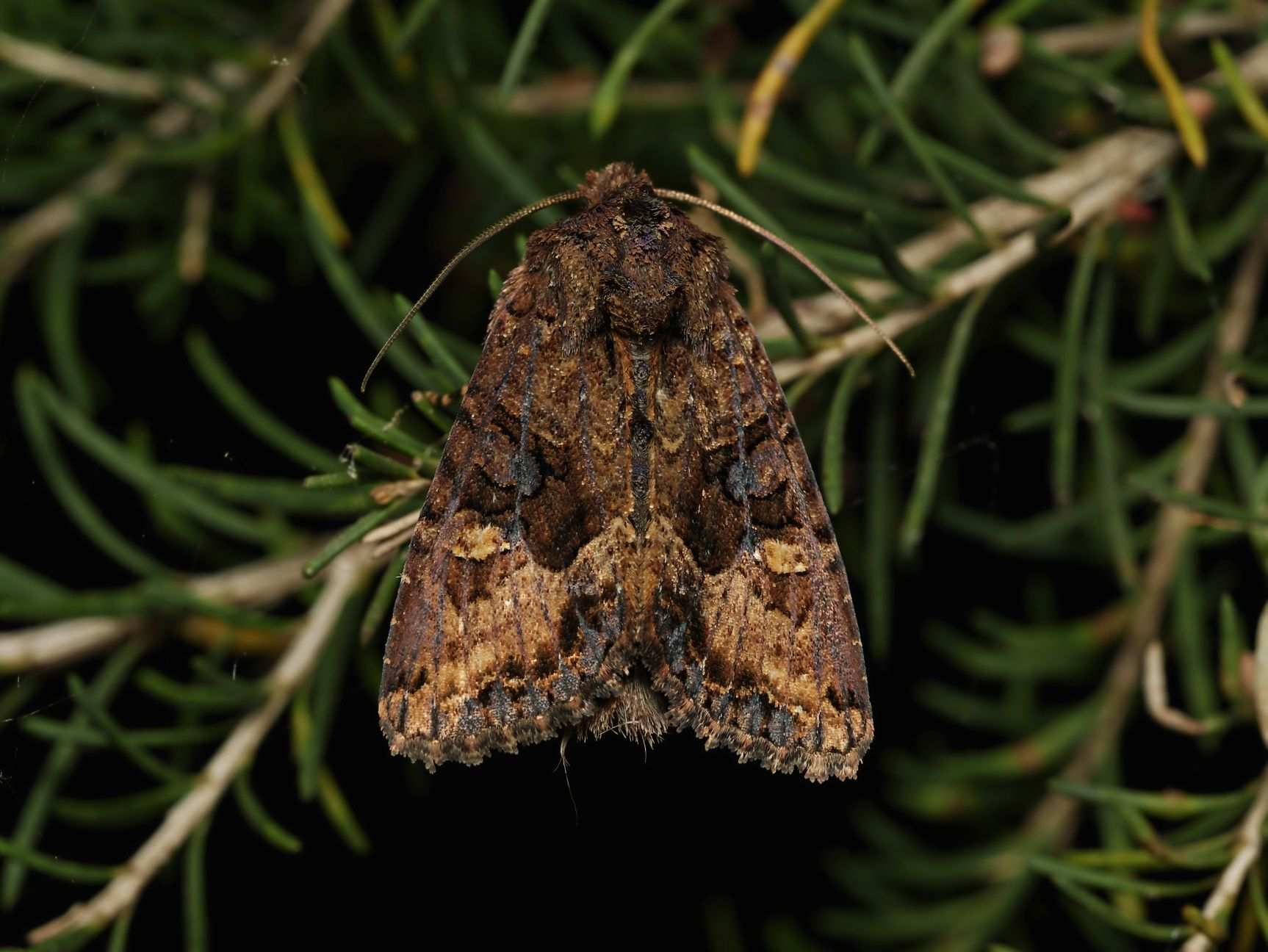 Neumichtis saliaris