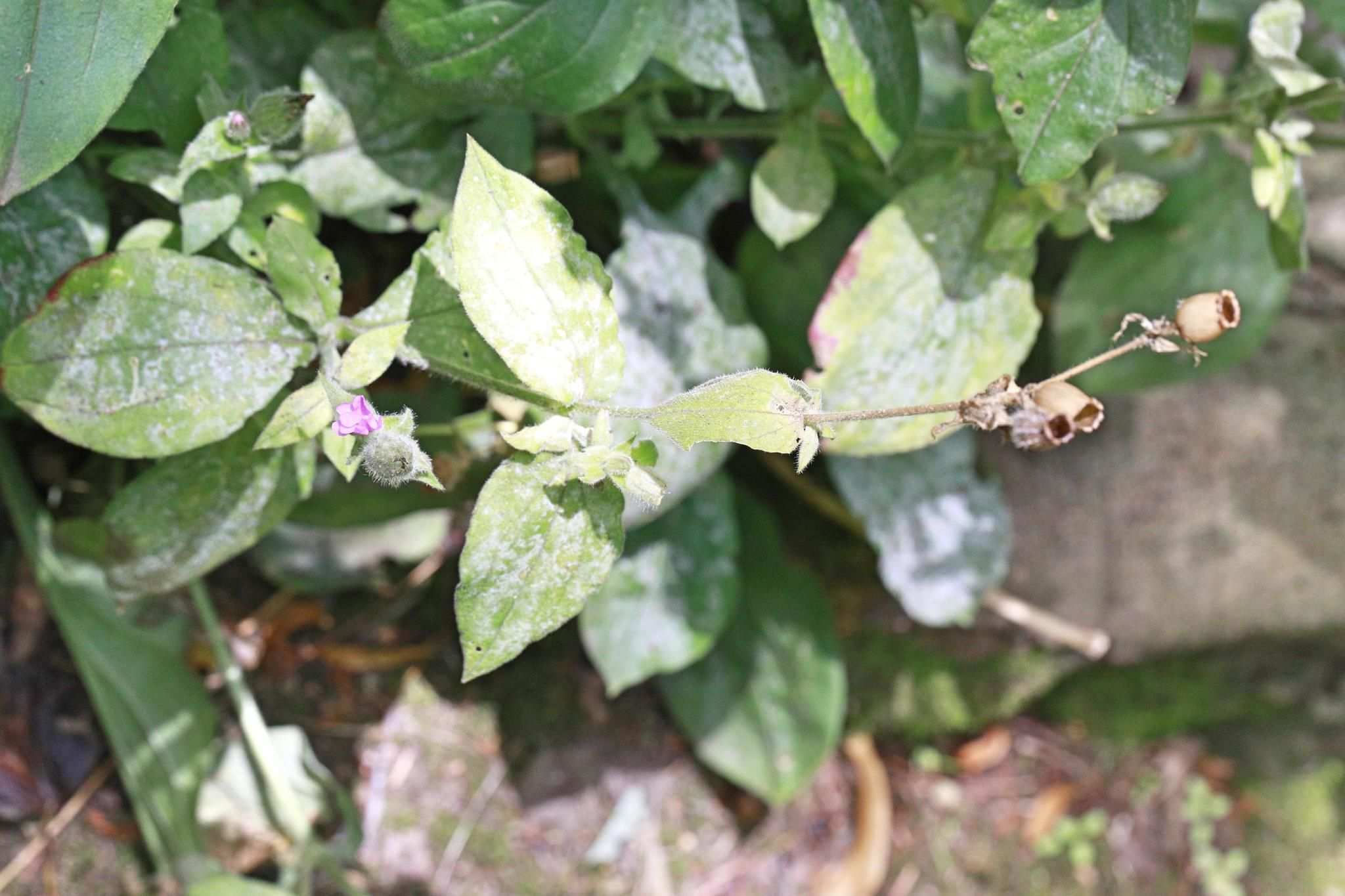 Erysiphe buhrii