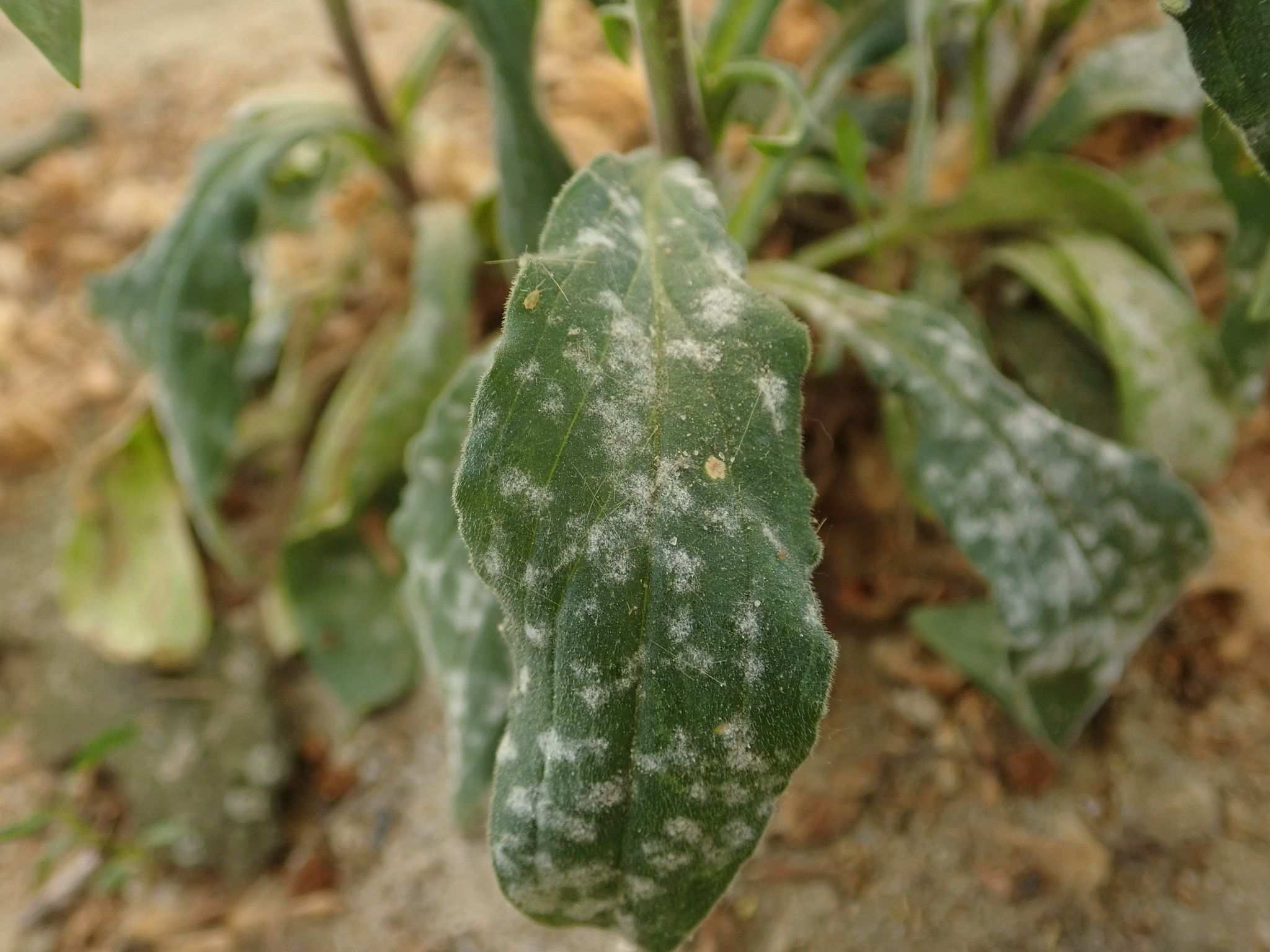 Erysiphe buhrii