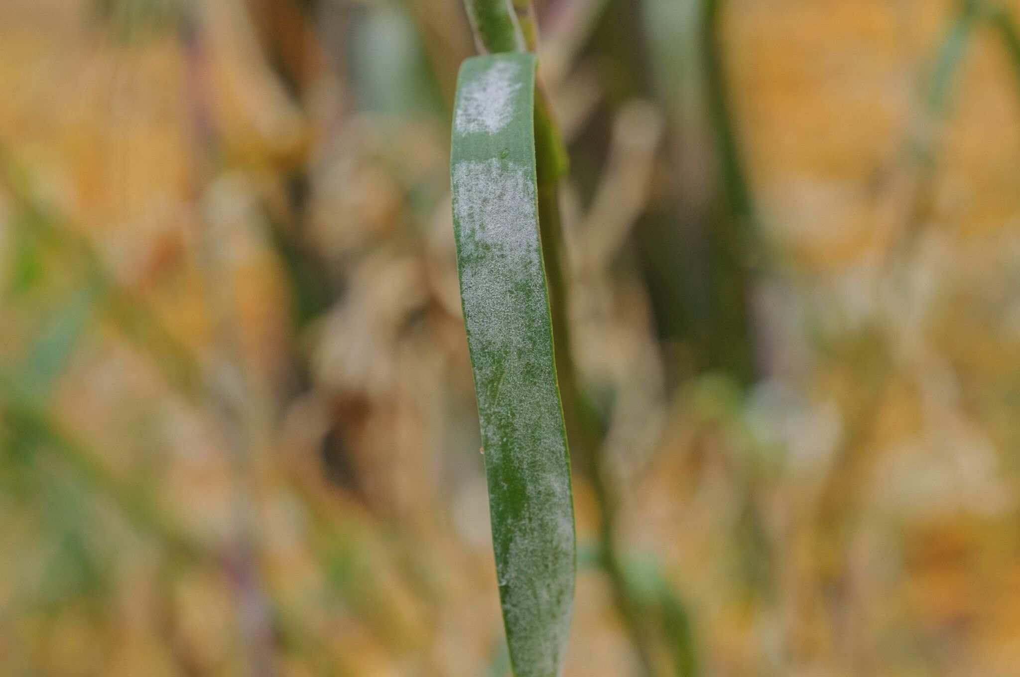 Erysiphe buhrii