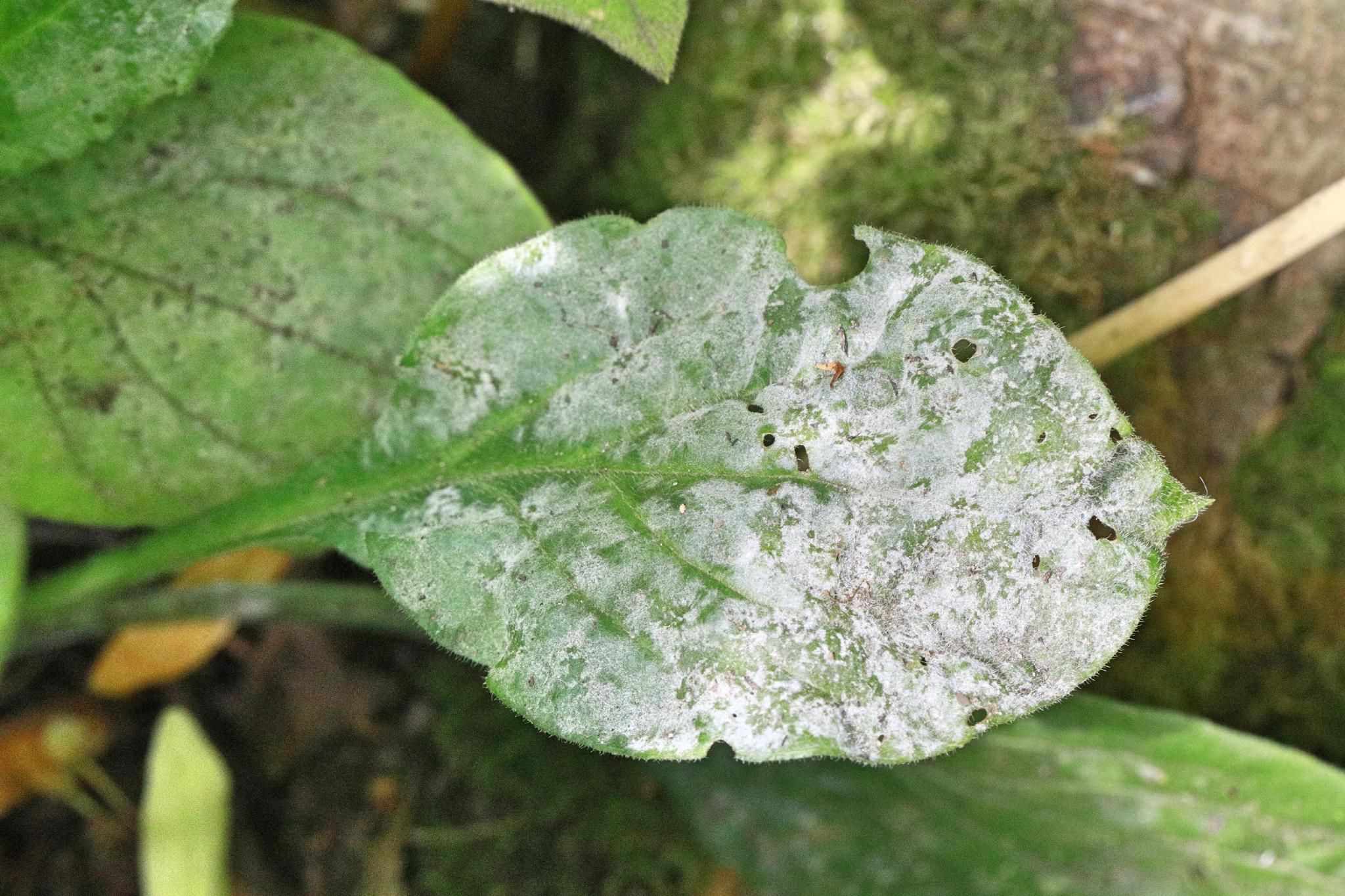 Erysiphe buhrii