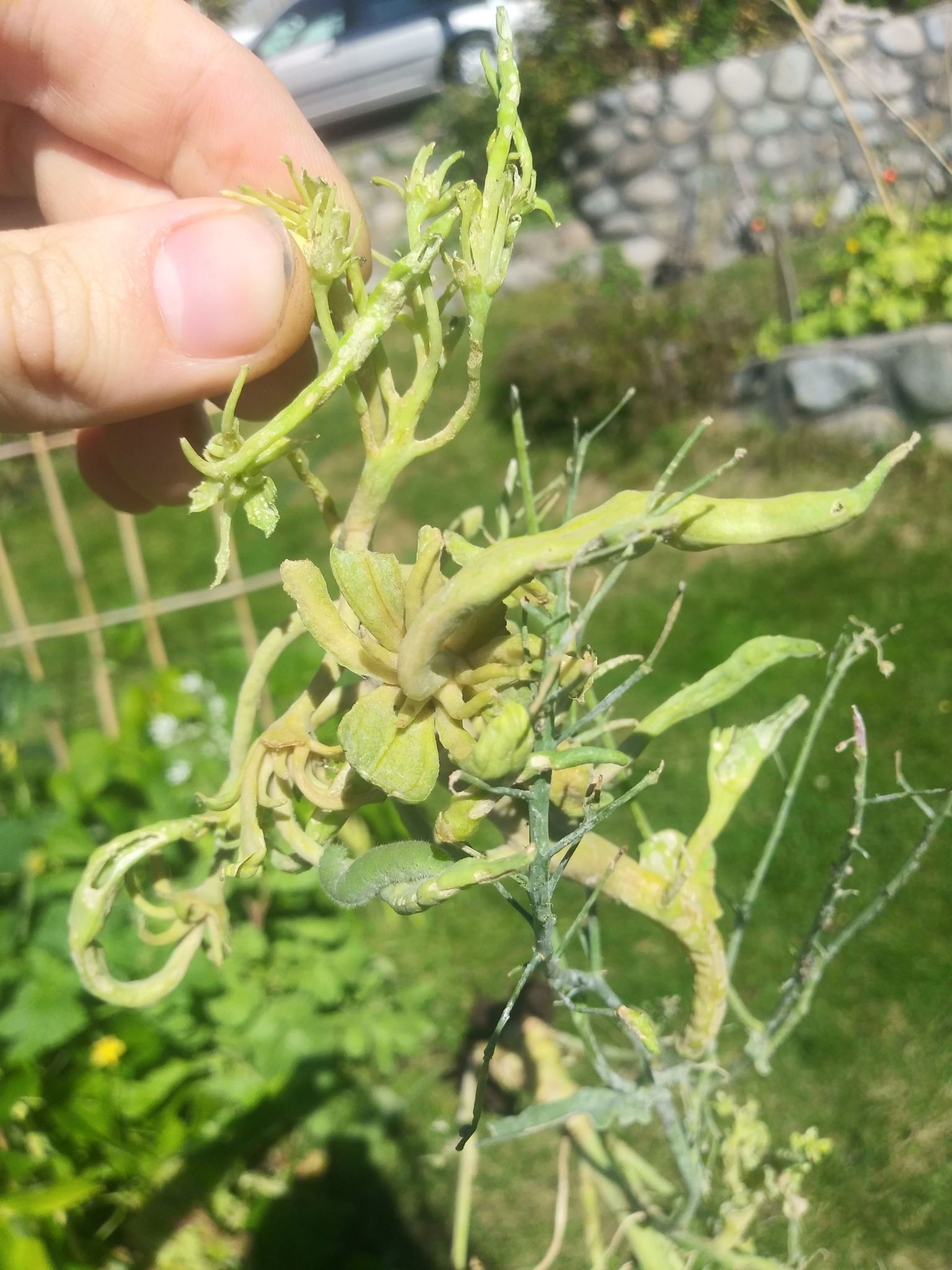 Dasineura brassicae