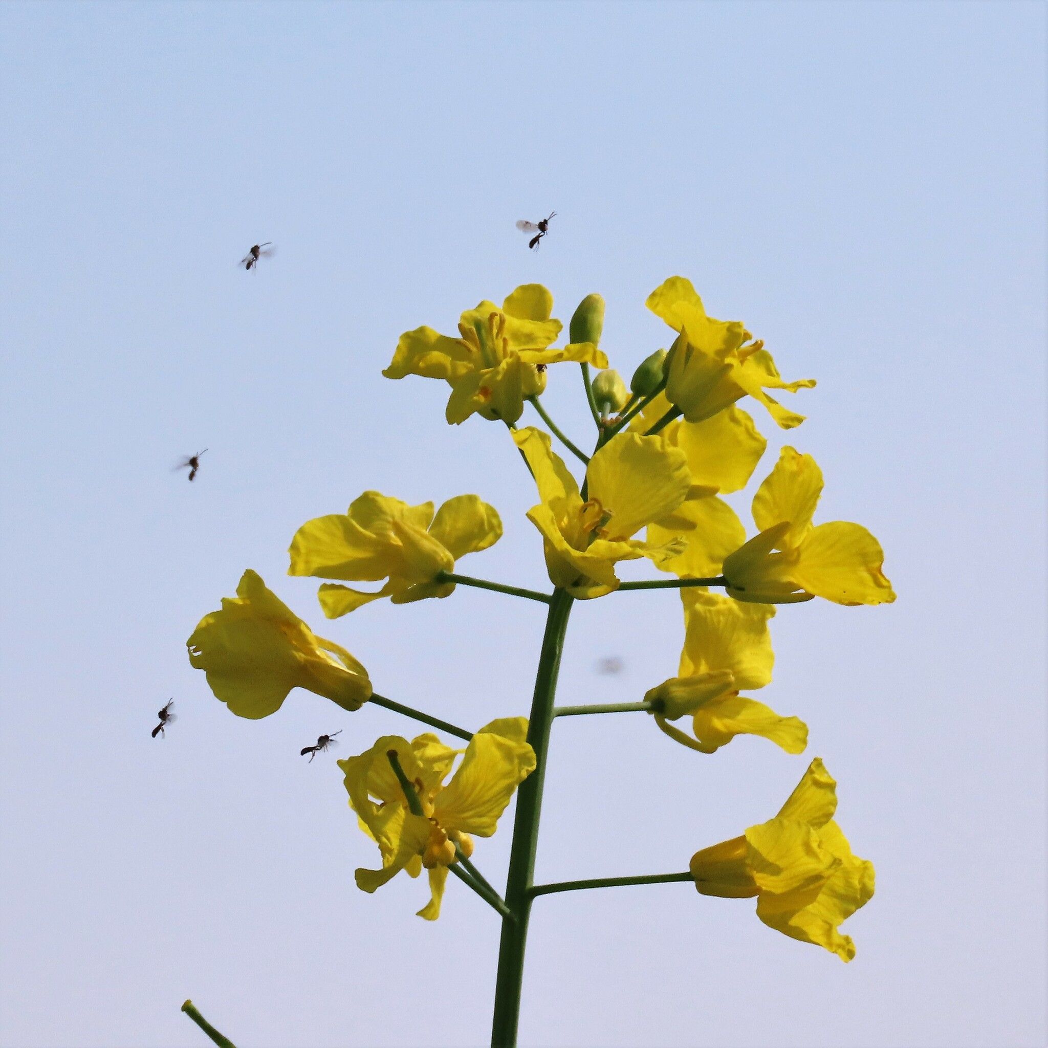 Dasineura brassicae