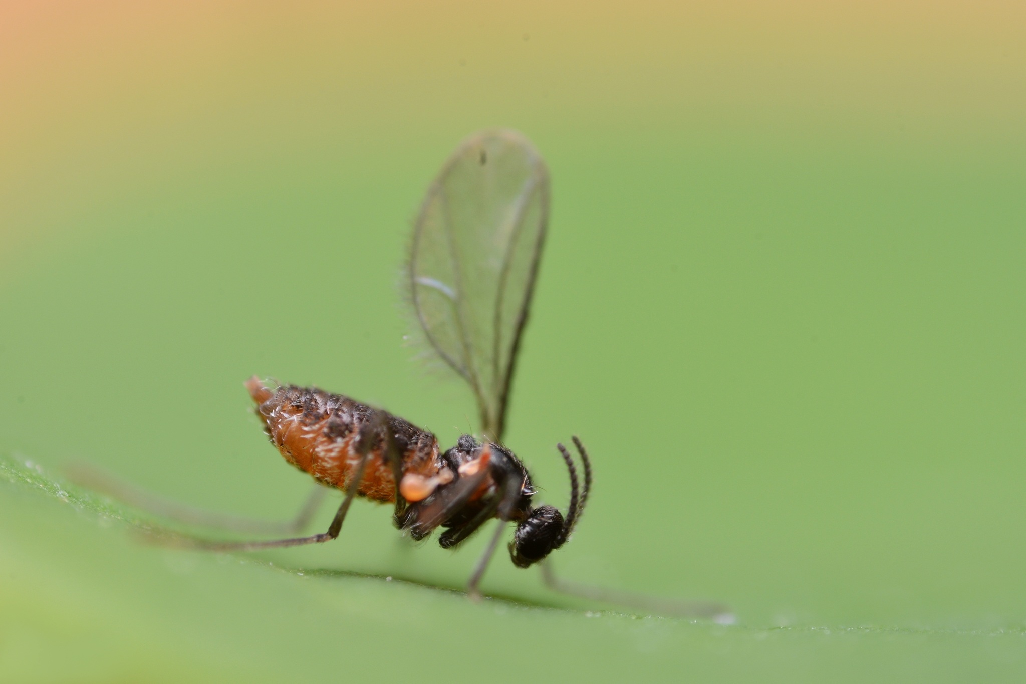 Dasineura brassicae