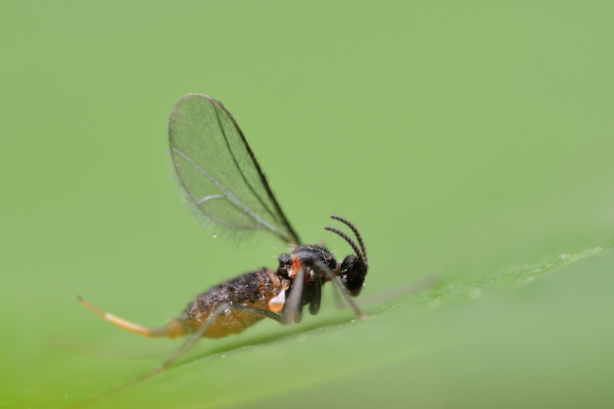 Dasineura brassicae