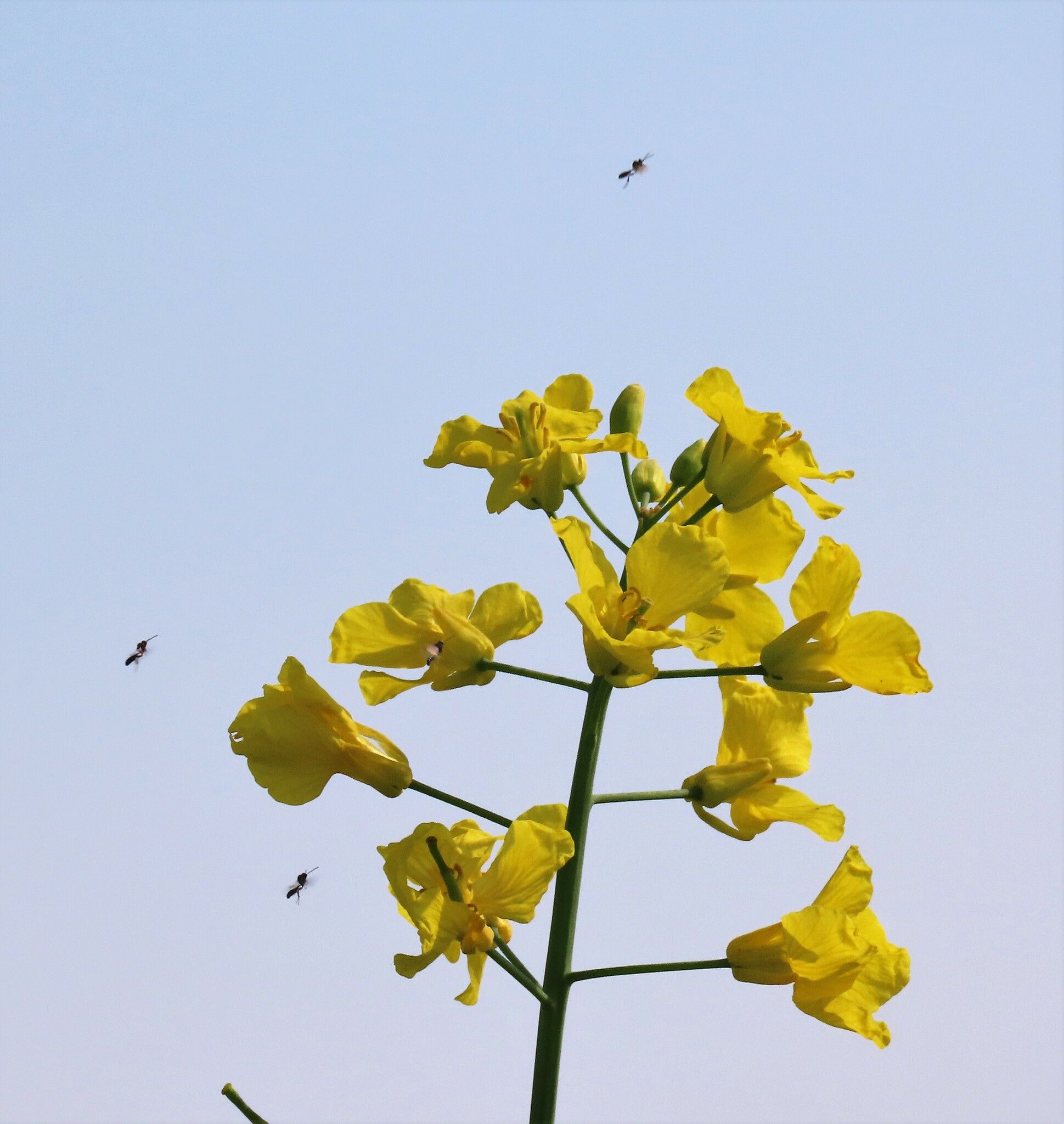 Dasineura brassicae