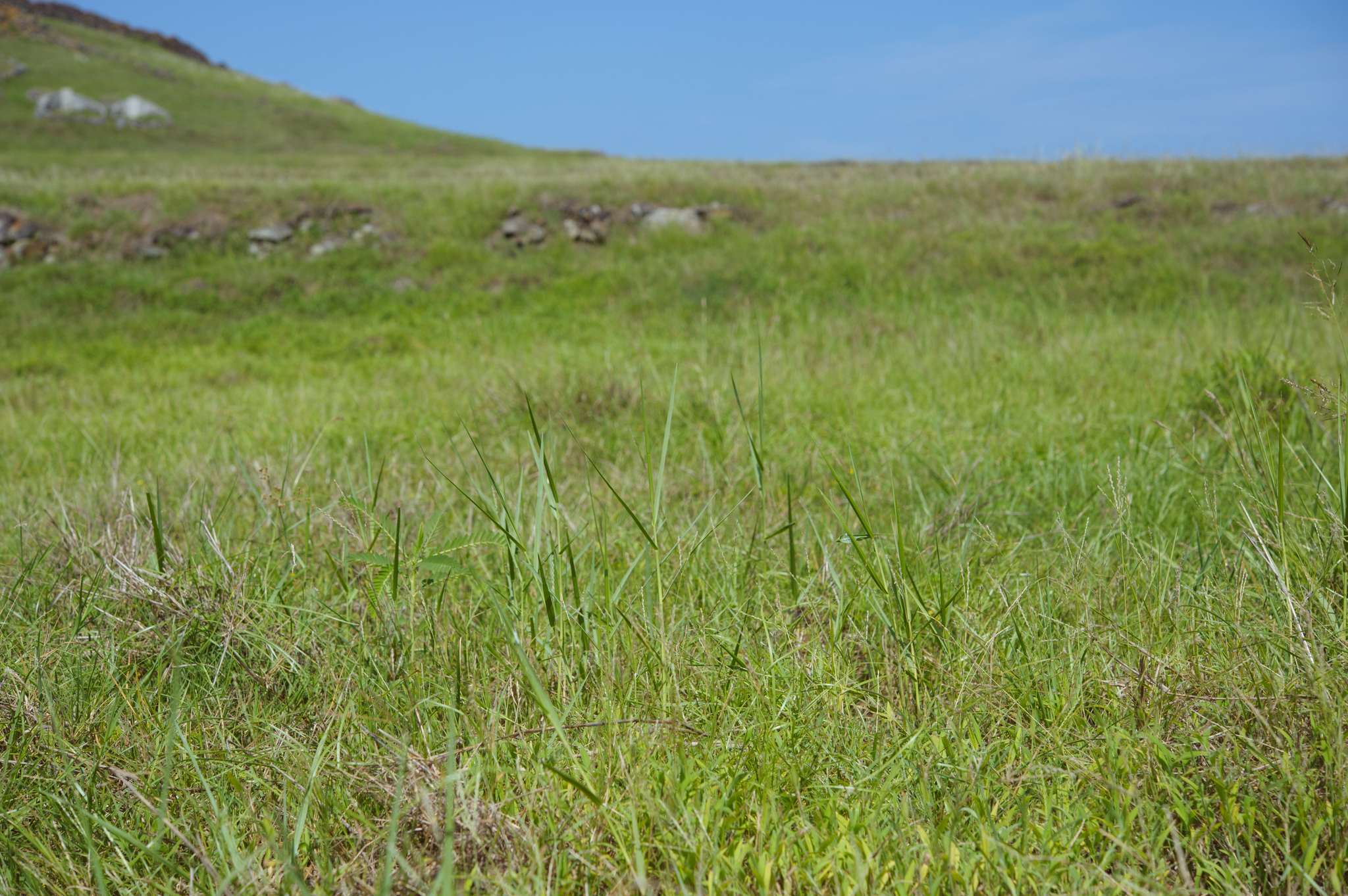 Panicum repens