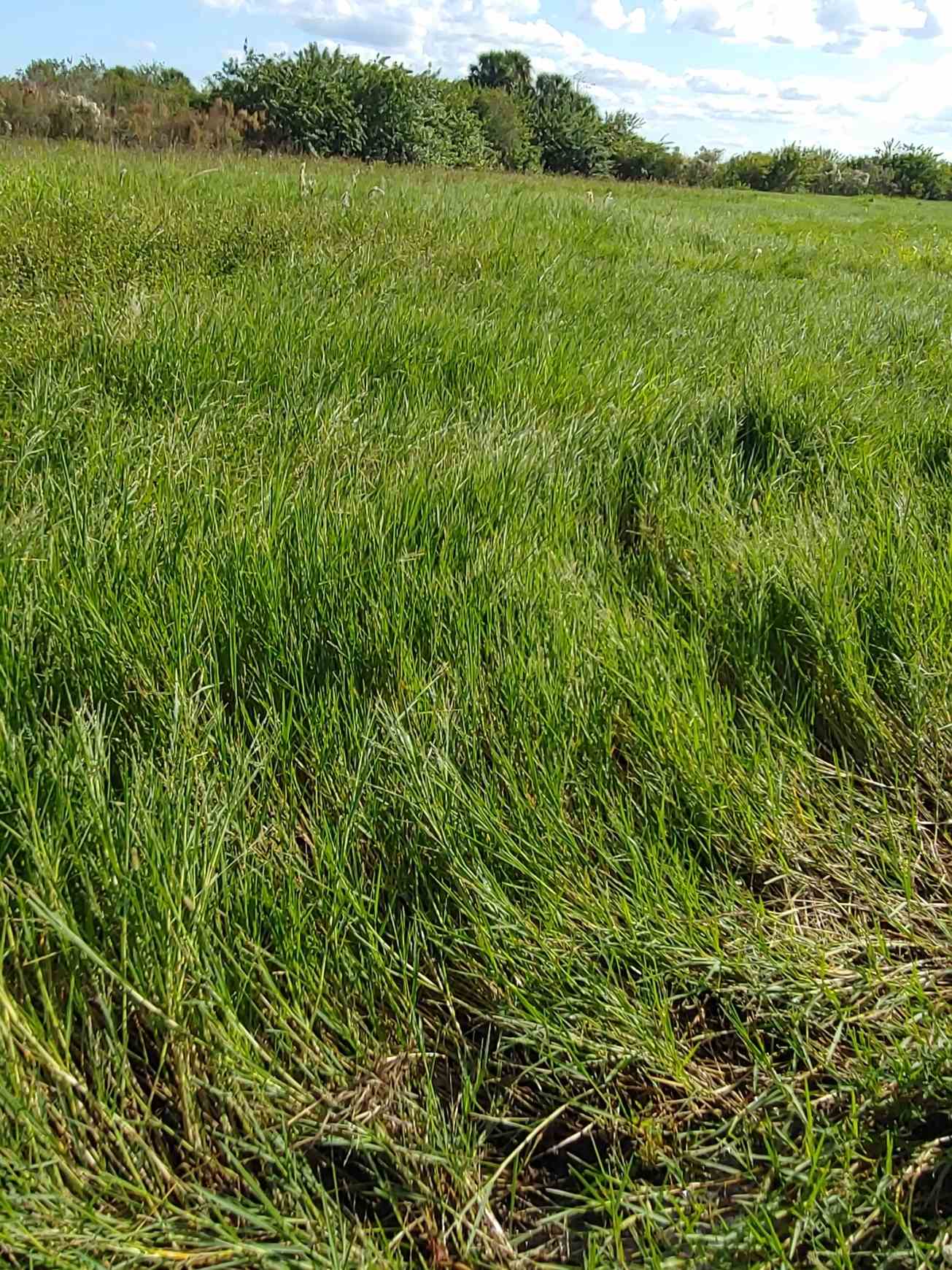 Panicum repens