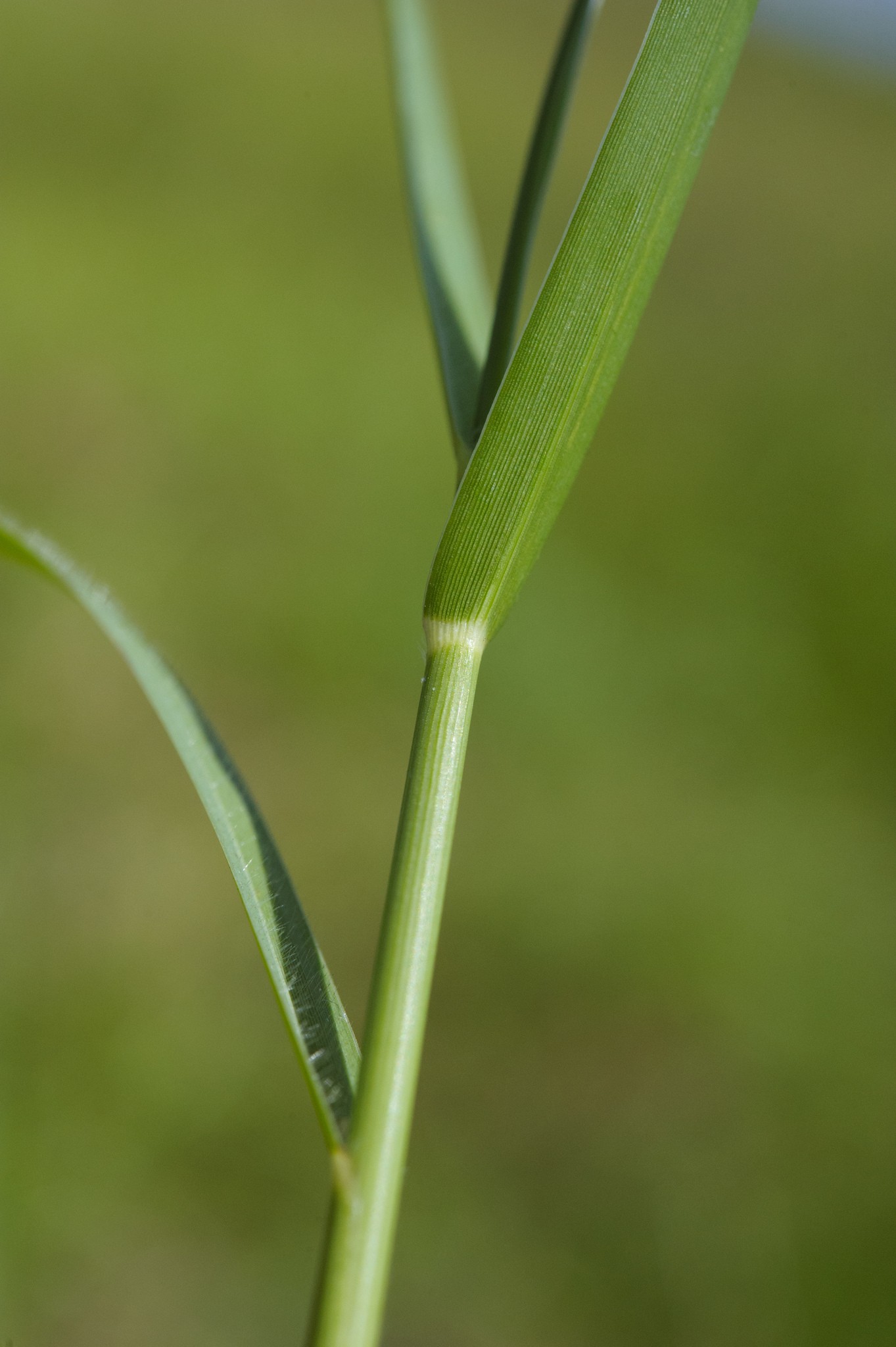 Panicum repens