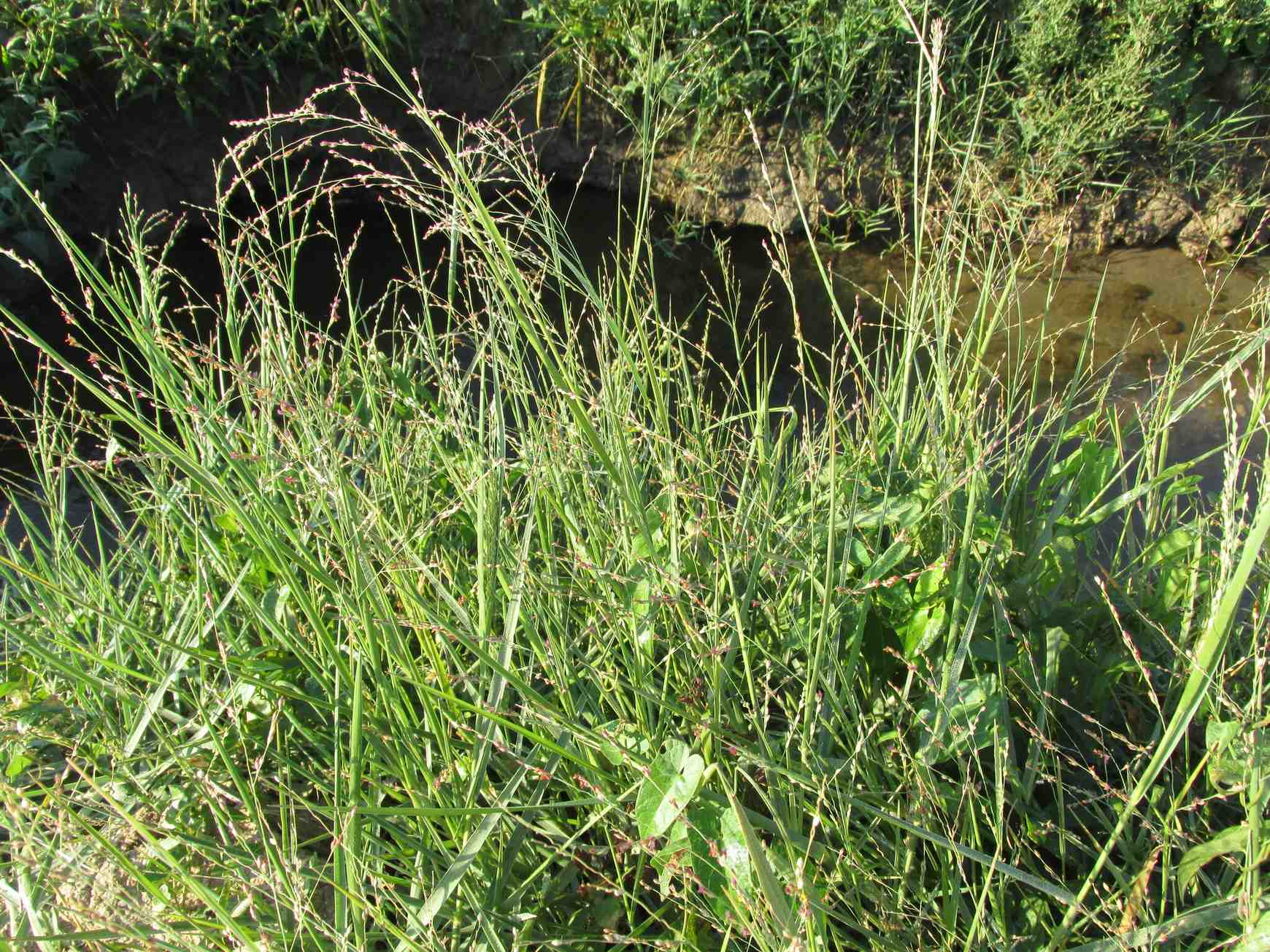 Panicum repens