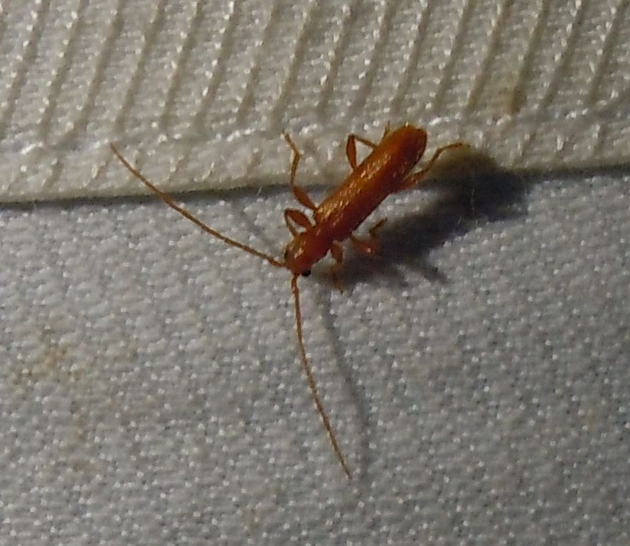 Axinopalpis gracilis