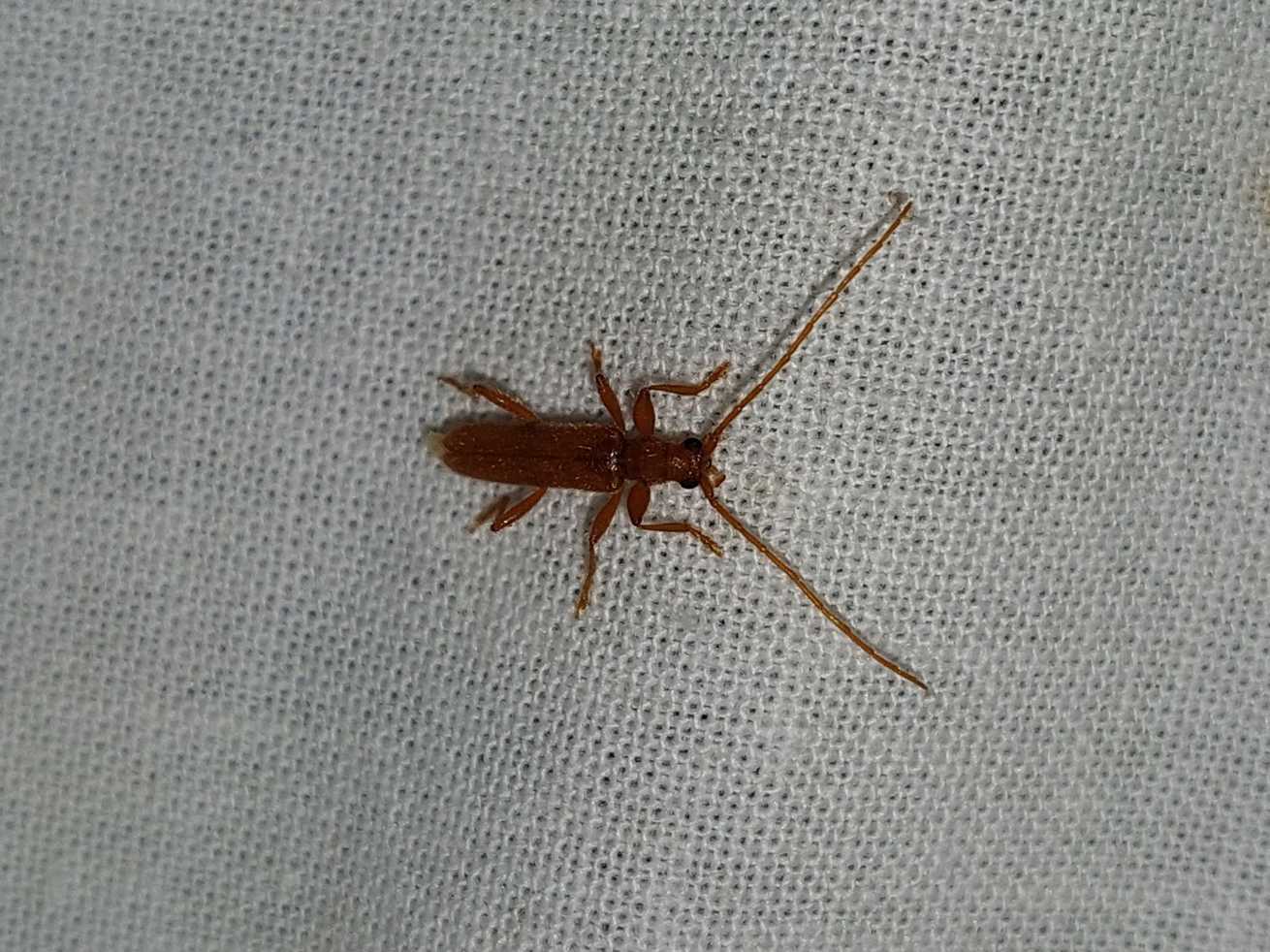 Axinopalpis gracilis